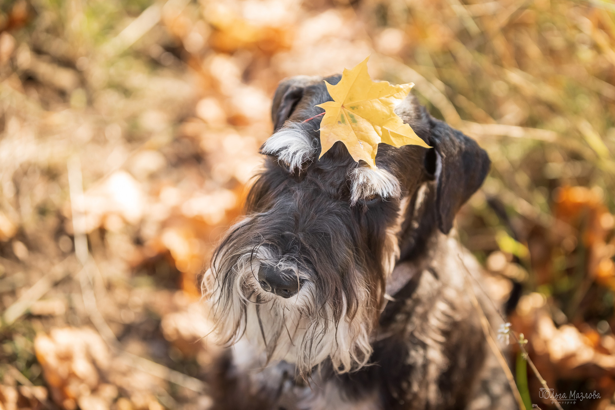 Осенняя фотосессия для Санты. Фотограф в Саратове Ольга Мазлова
