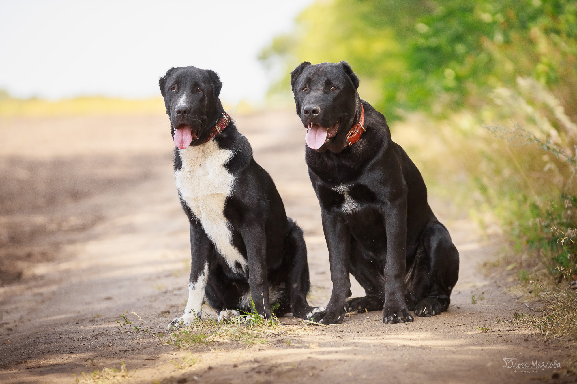 Фотосессия Азима и Евы. Фотограф в Саратове Ольга Мазлова
