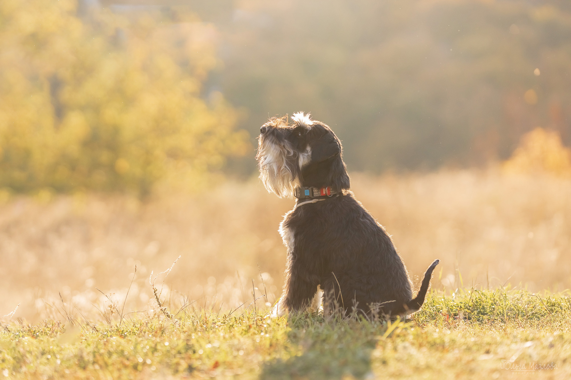 Осенняя фотосессия для Санты. Фотограф в Саратове Ольга Мазлова