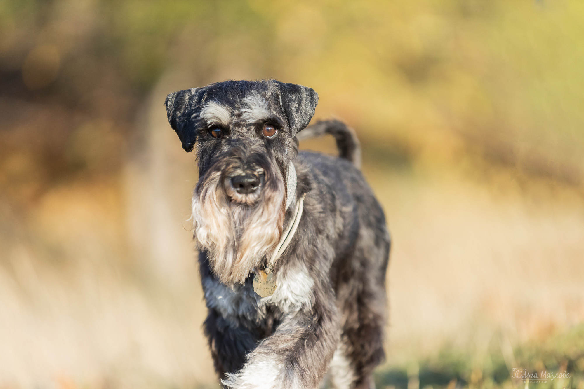 Осенняя фотосессия для Санты. Фотограф в Саратове Ольга Мазлова