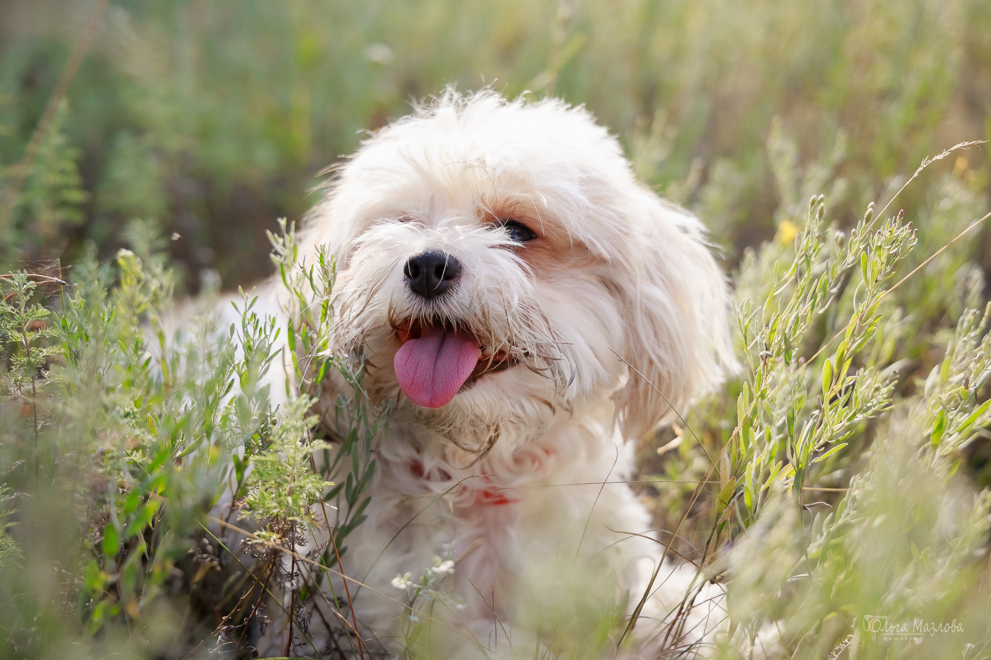 Семейная фотосессия в Саратове. Фотограф в Саратове Ольга Мазлова