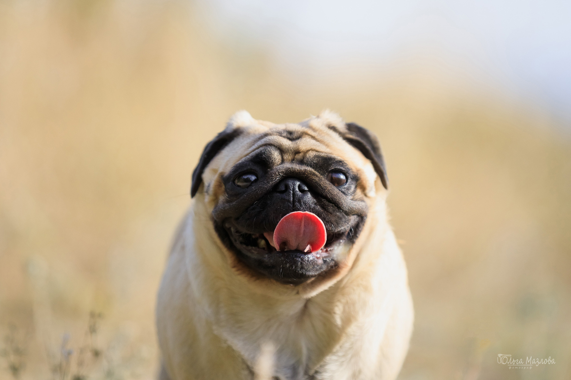 фотосессия с питомцем Саратов