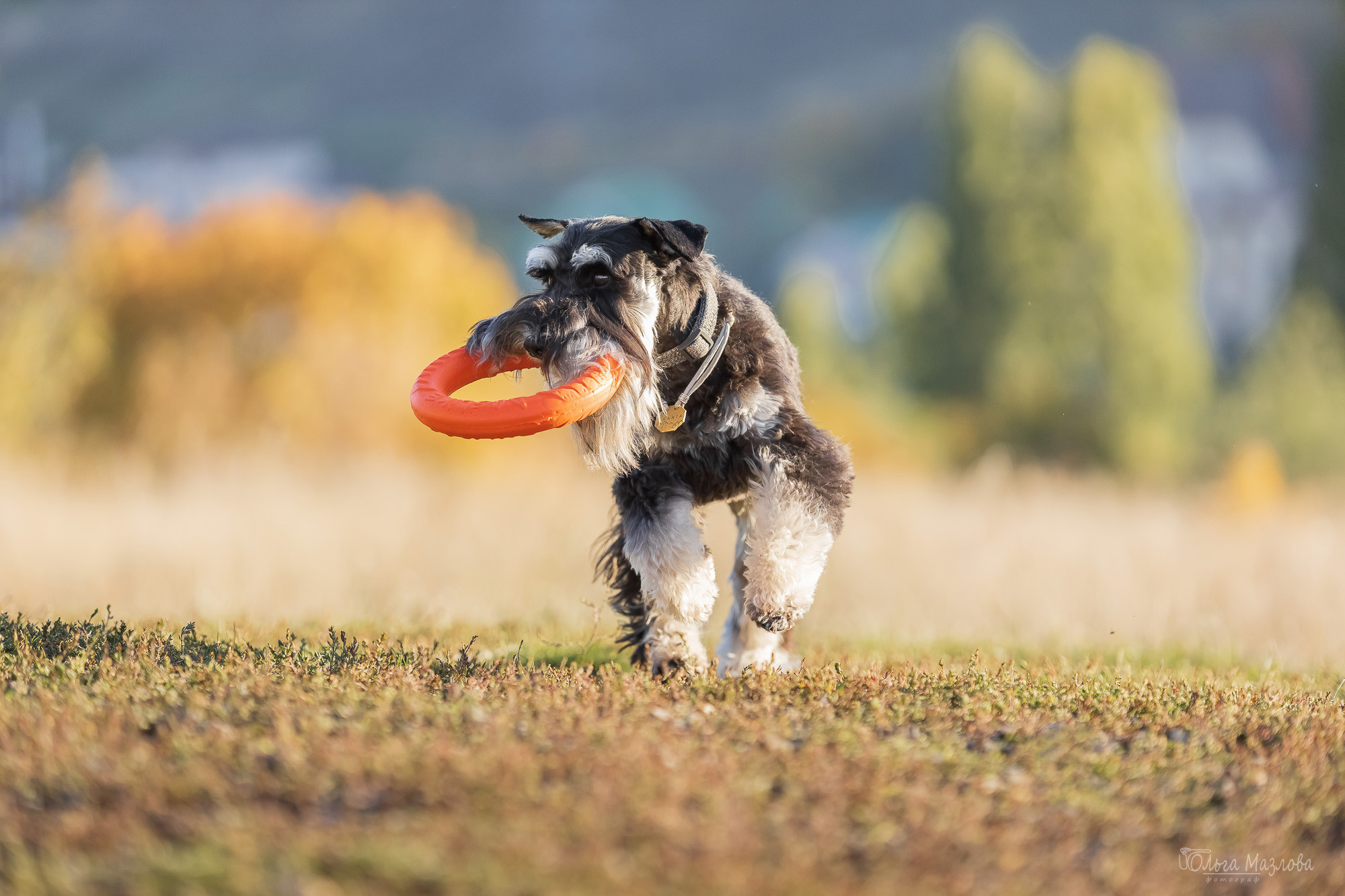анималист Саратов