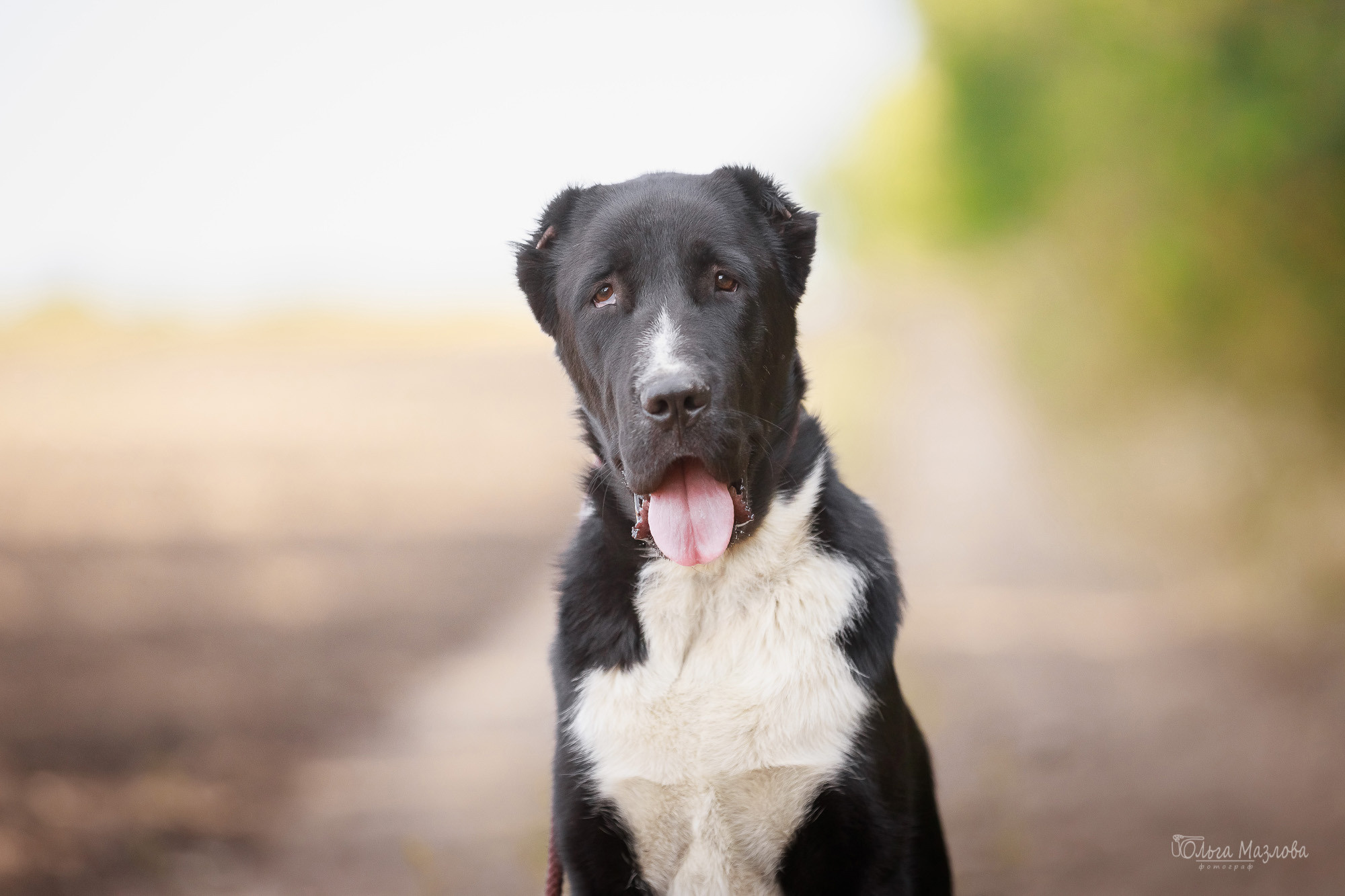 анималист саратов