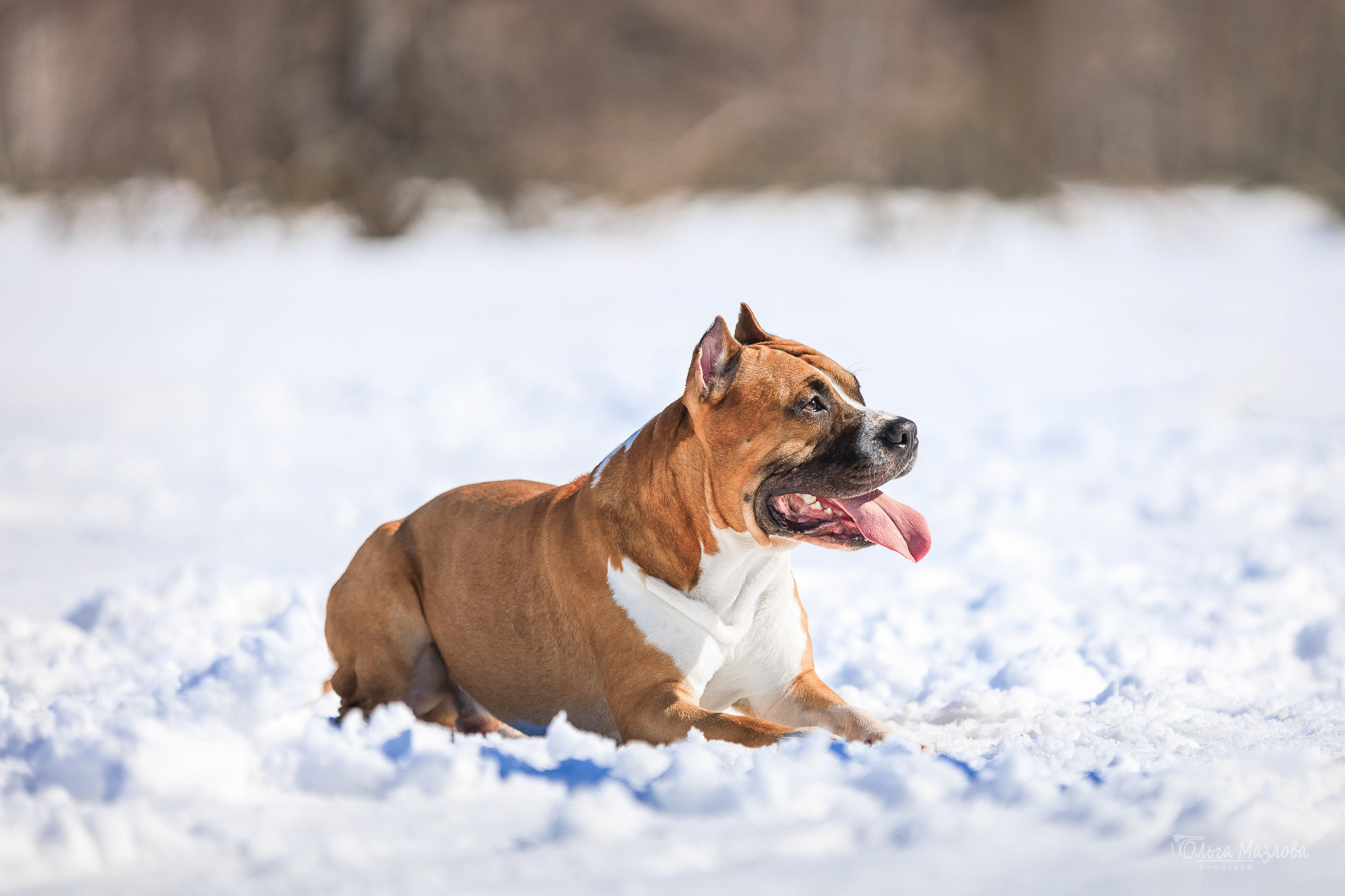 Нариман, Клаус и Дейл. Фотосъемка с животными в марте. Фотограф в Саратове Ольга Мазлова