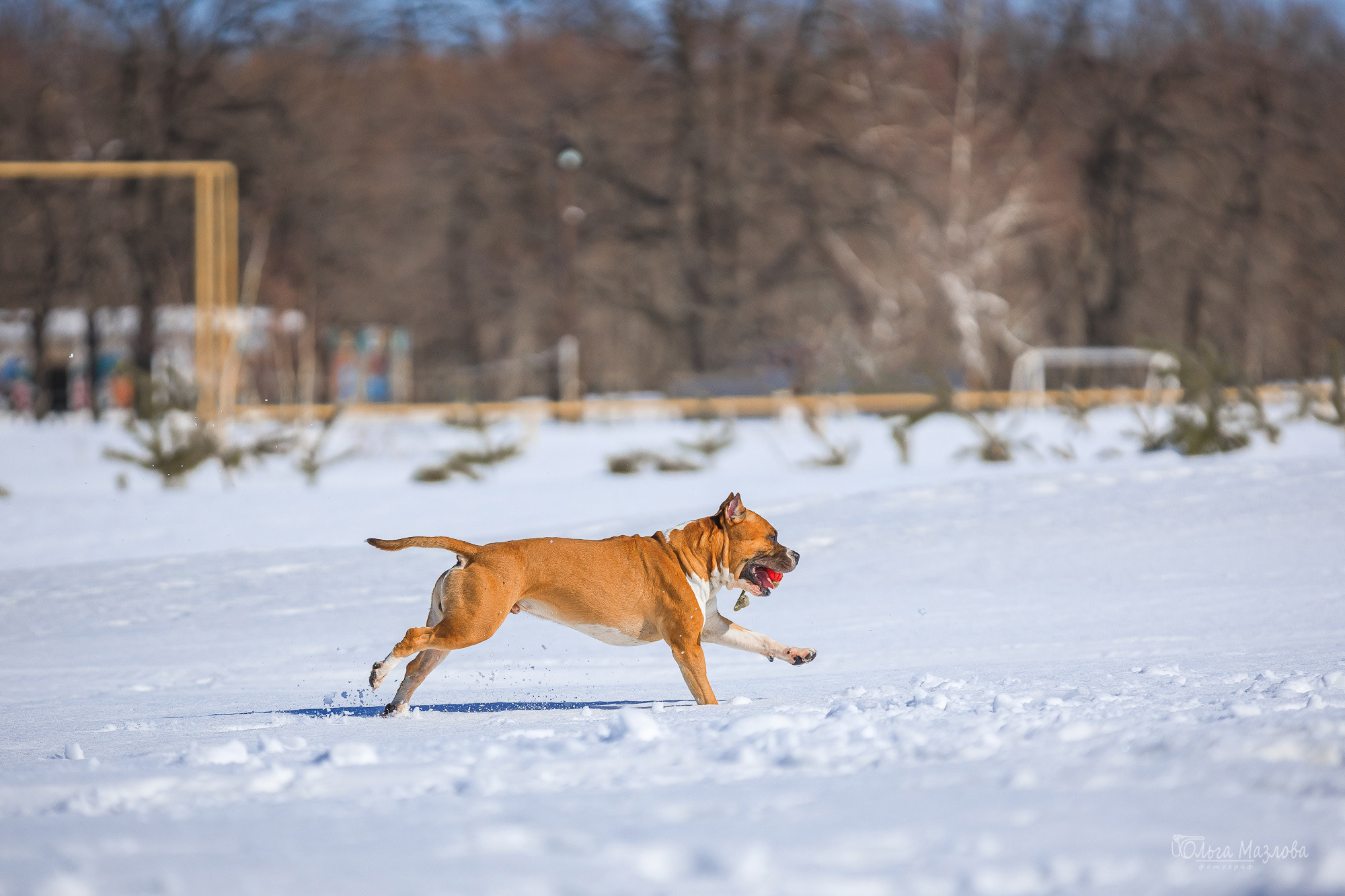 фотограф-анималист в Саратове