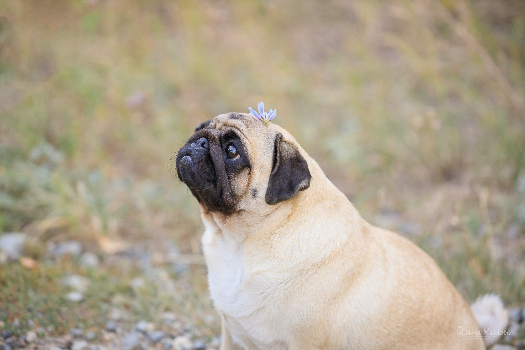 Фотосессия в Саратове. Фотограф в Саратове Ольга Мазлова
