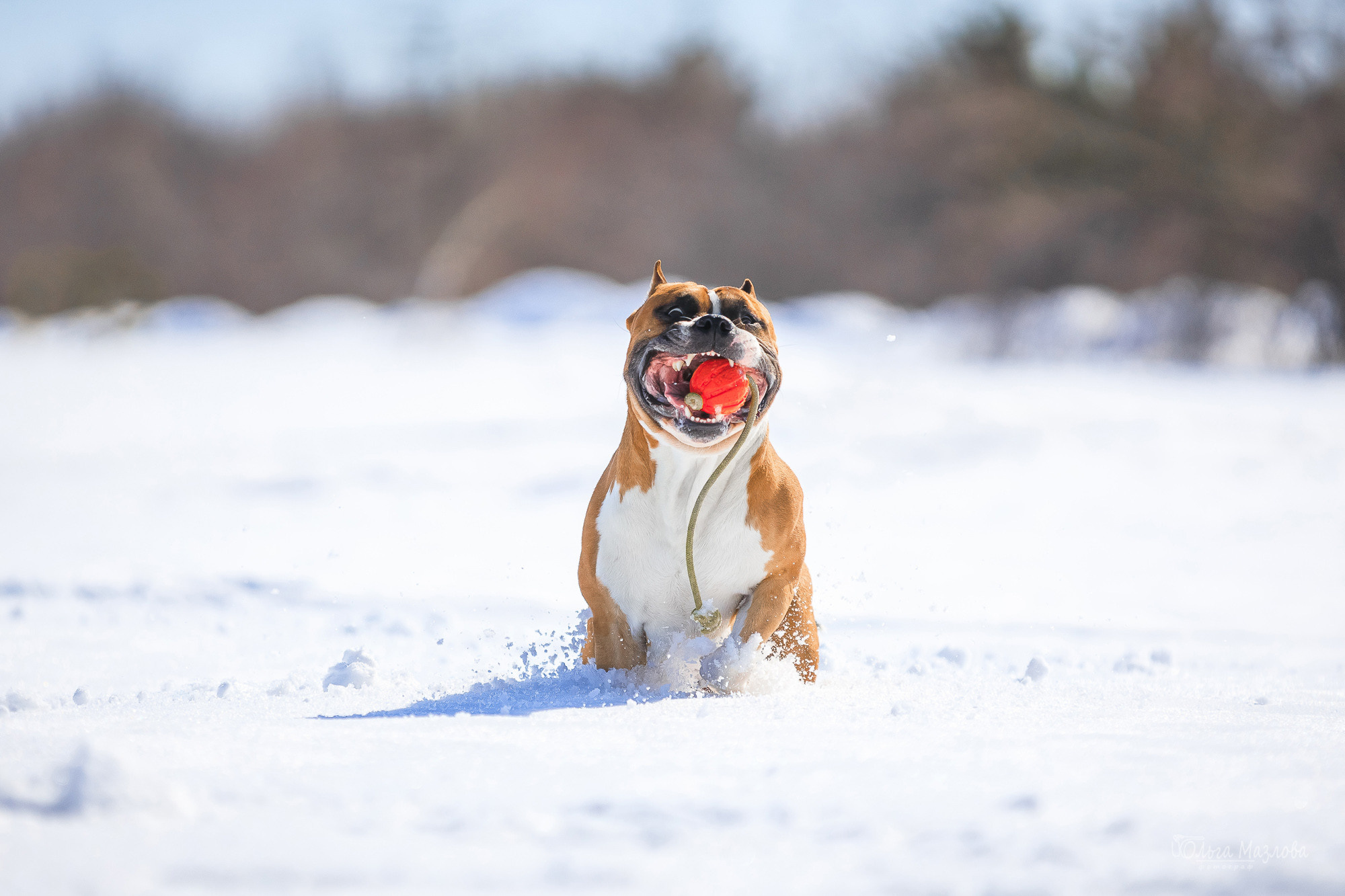 фотосъемка животных в Саратове