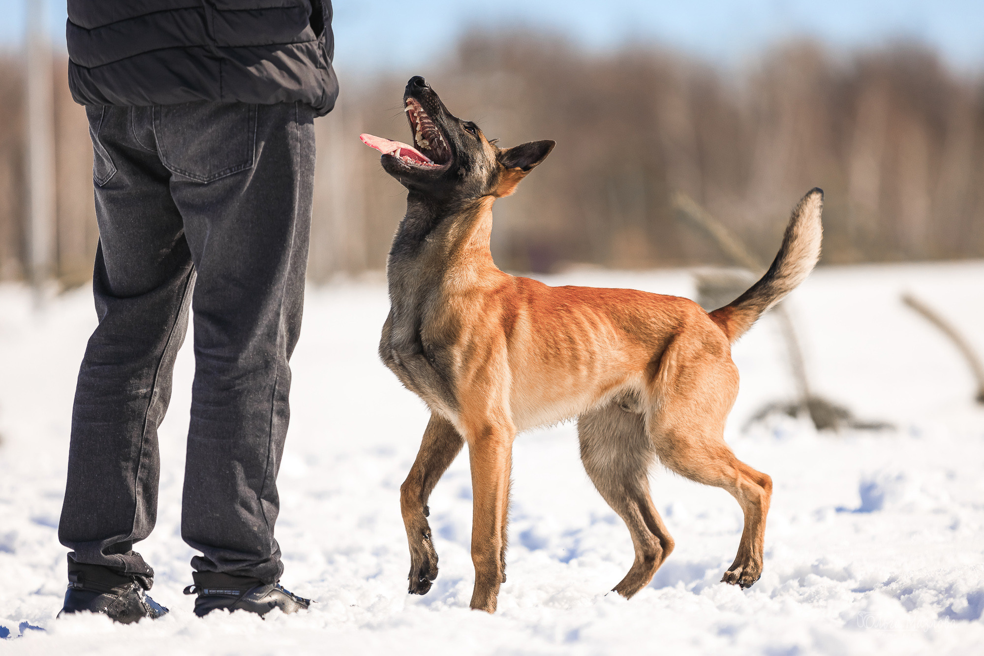 фотосъемка животных в Саратове
