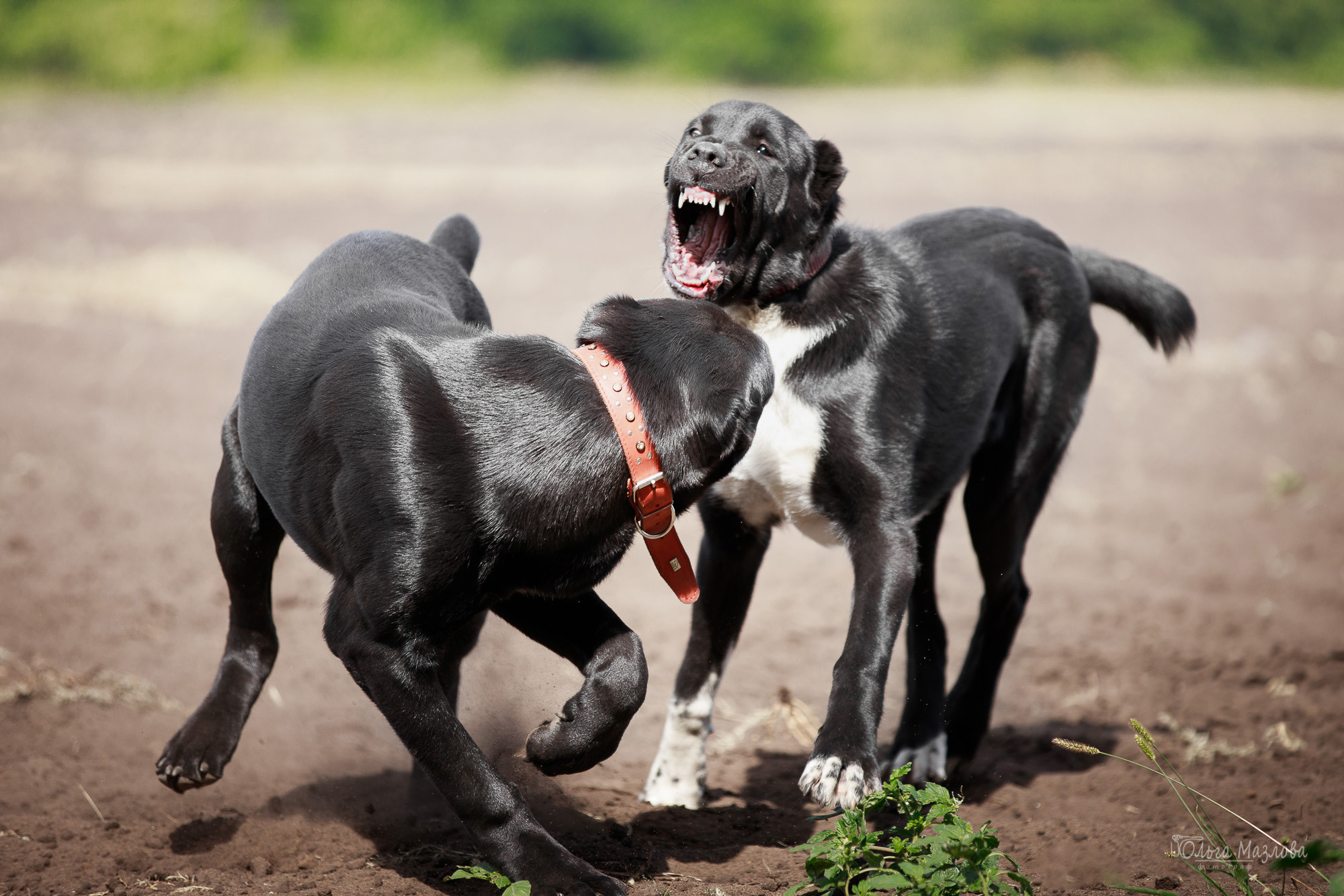 Фотосессия Азима и Евы. Фотограф в Саратове Ольга Мазлова