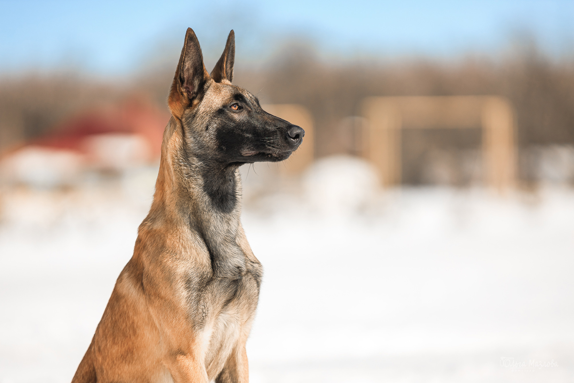 Нариман, Клаус и Дейл. Фотосъемка с животными в марте. Фотограф в Саратове Ольга Мазлова