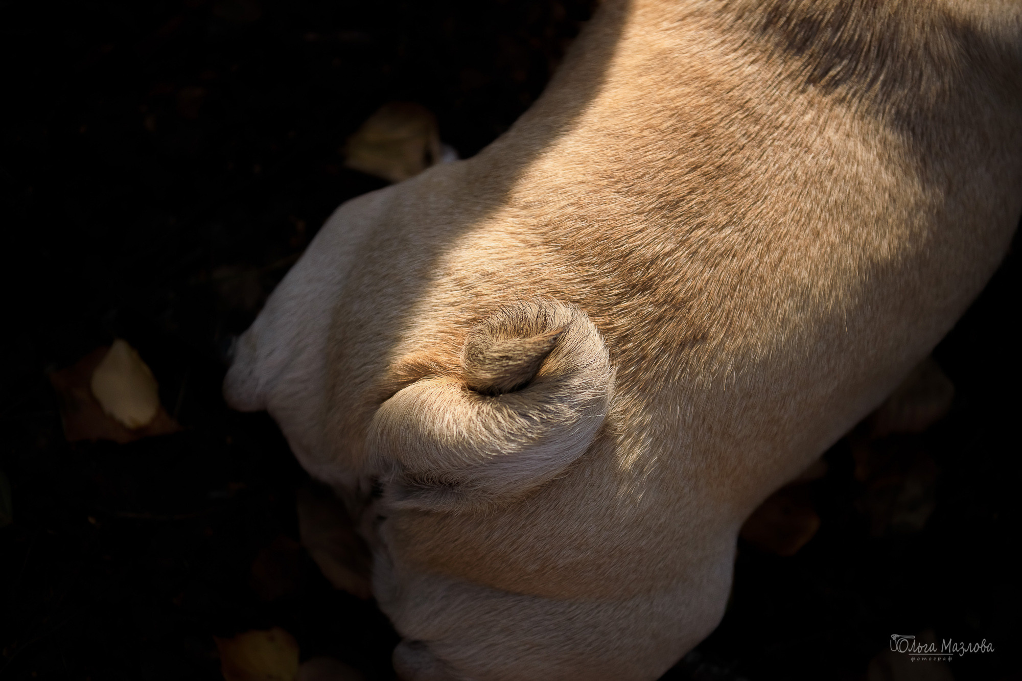 Фотосессия в Саратове. Фотограф в Саратове Ольга Мазлова
