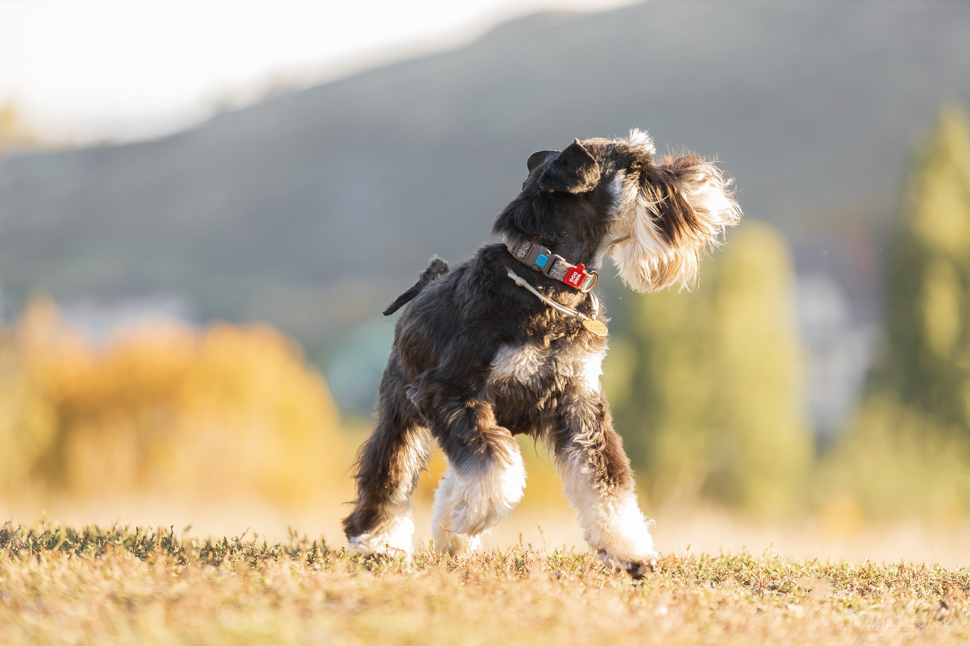 анималист Саратов