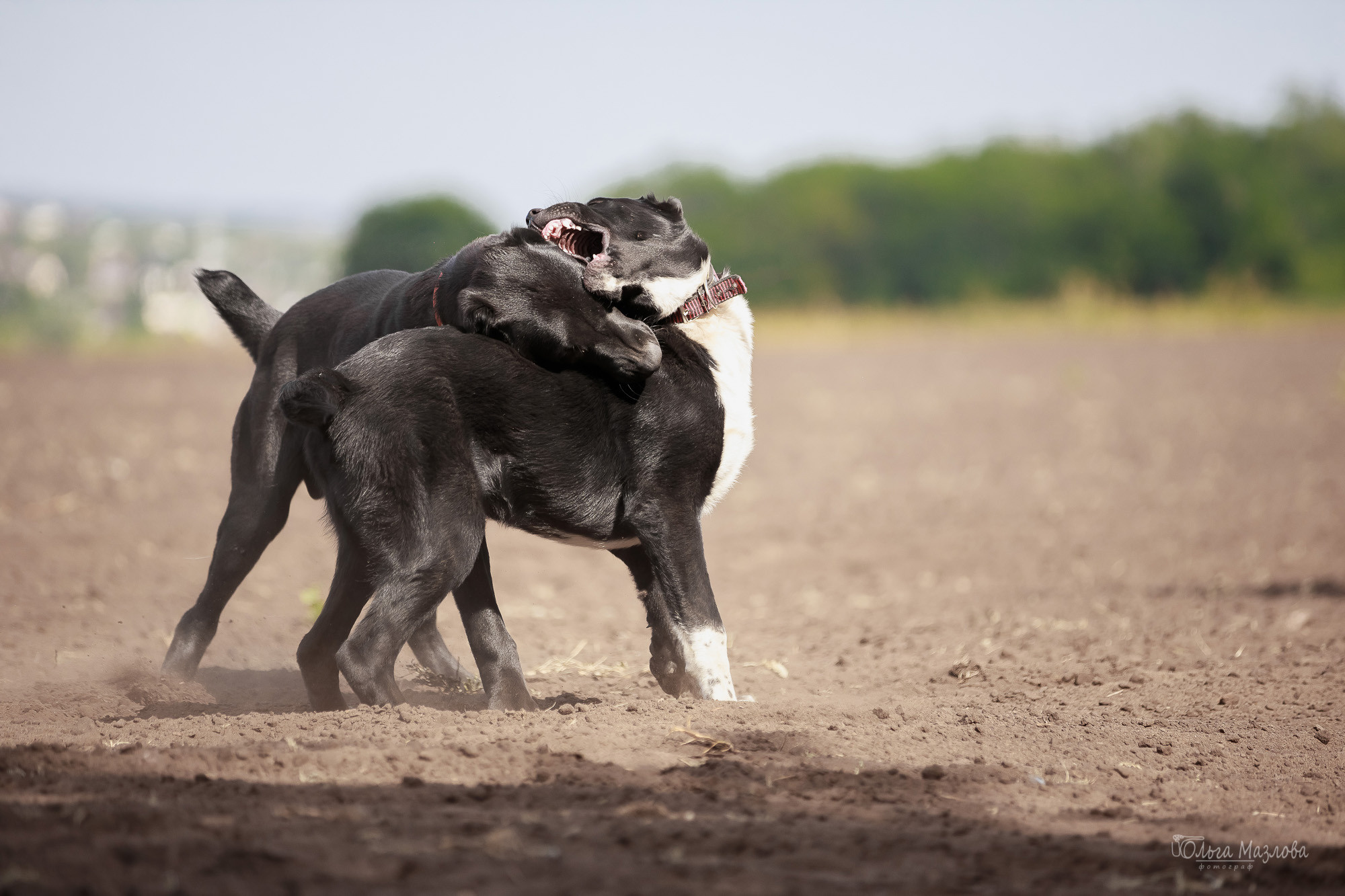 Фотосессия Азима и Евы. Фотограф в Саратове Ольга Мазлова