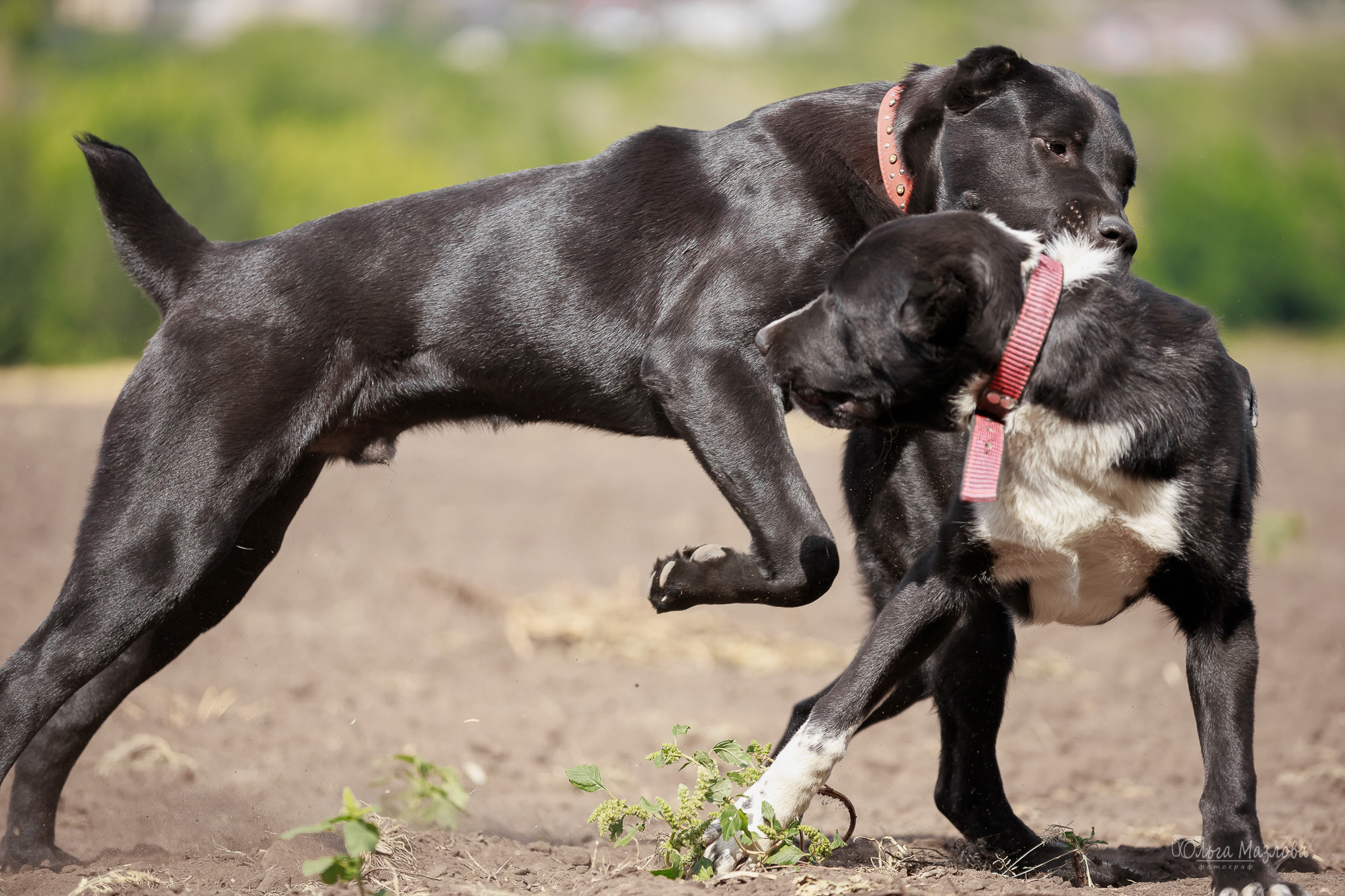Фотосессия Азима и Евы. Фотограф в Саратове Ольга Мазлова