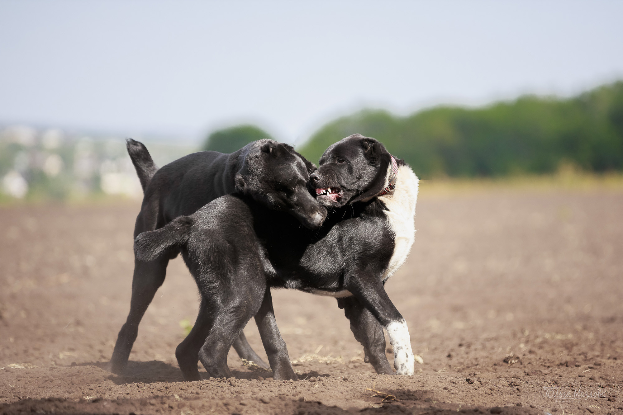 Фотосессия Азима и Евы. Фотограф в Саратове Ольга Мазлова