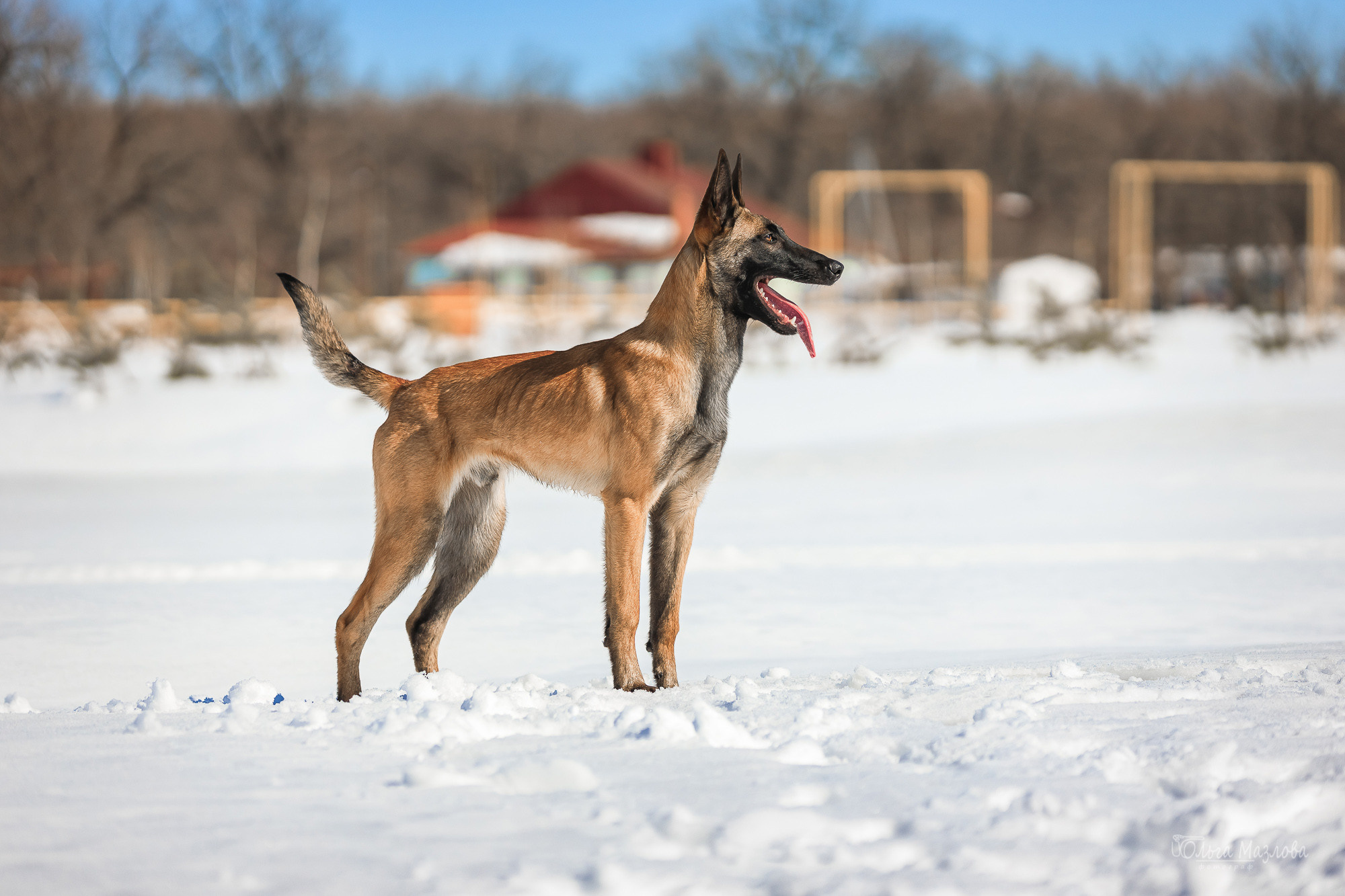 Нариман, Клаус и Дейл. Фотосъемка с животными в марте. Фотограф в Саратове Ольга Мазлова