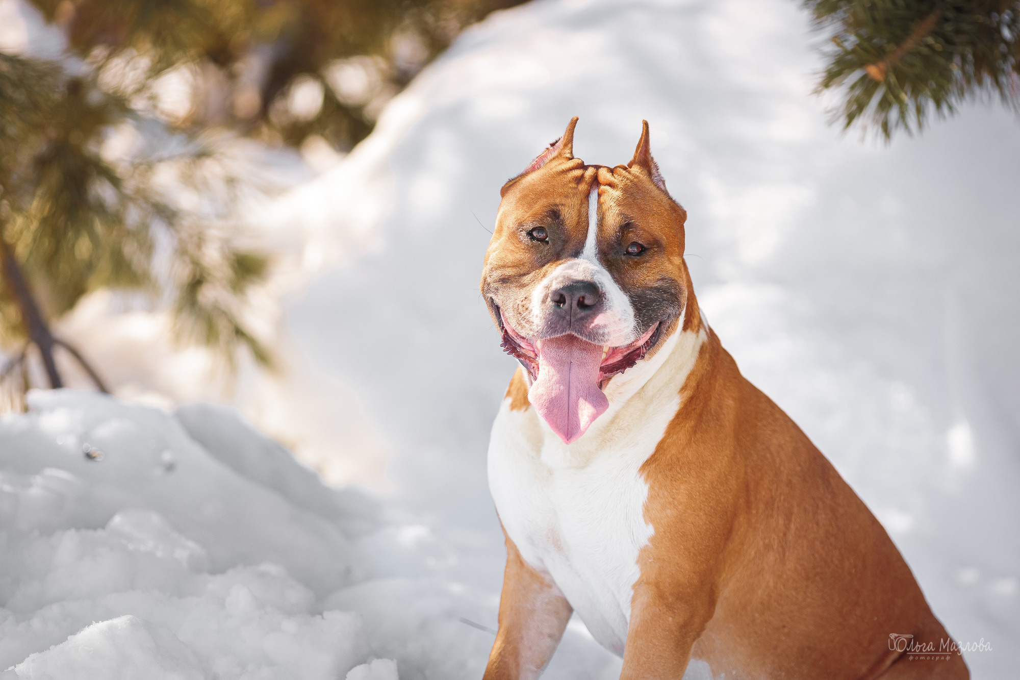 фотограф-анималист в Саратове