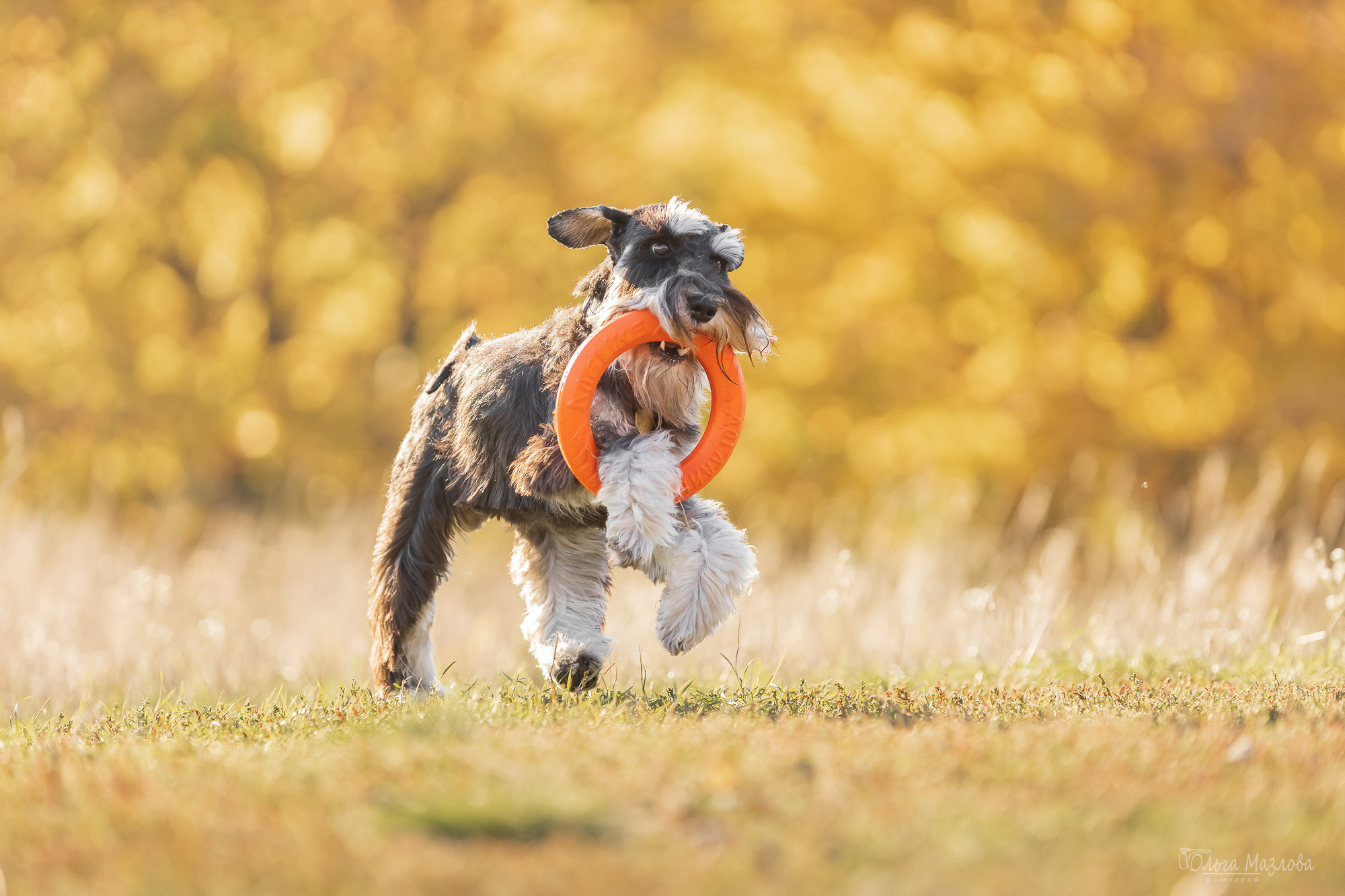 фотограф анималист в Саратове