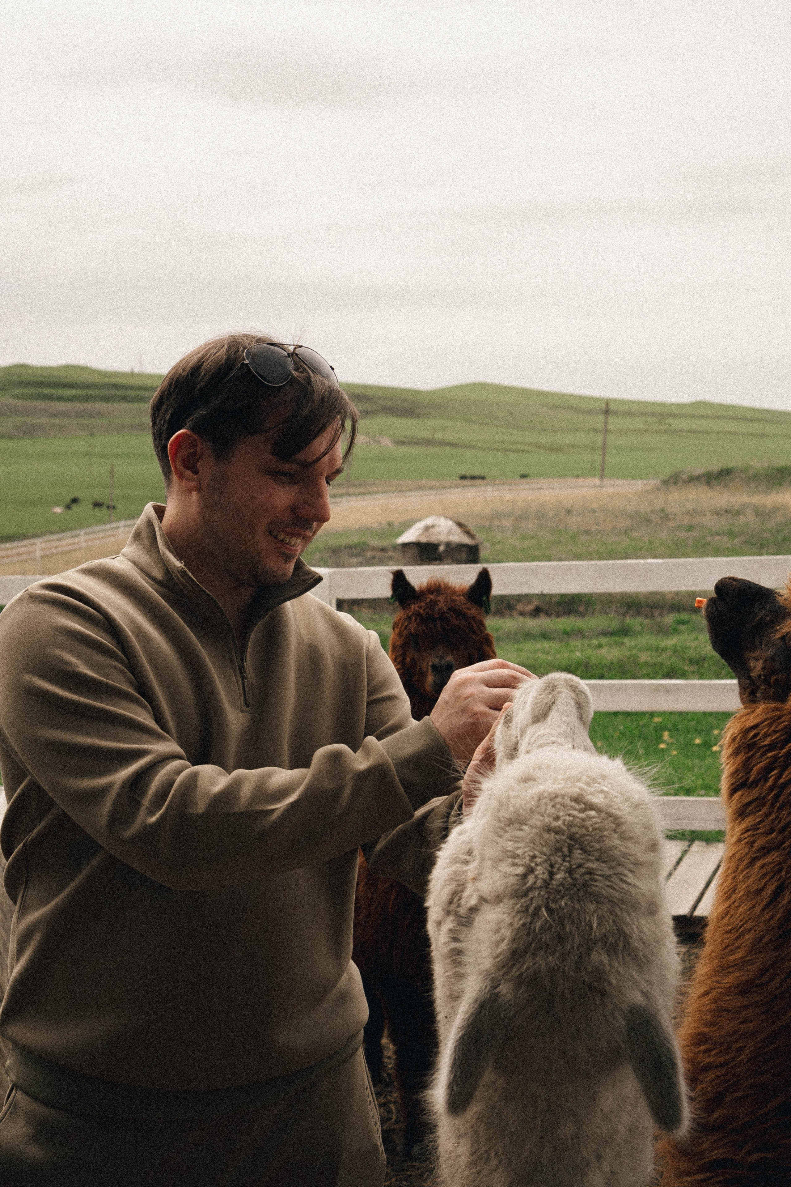 Ферма Альпак. Профессиональный фотограф, Санкт-Петербург — Виктория Богомолова