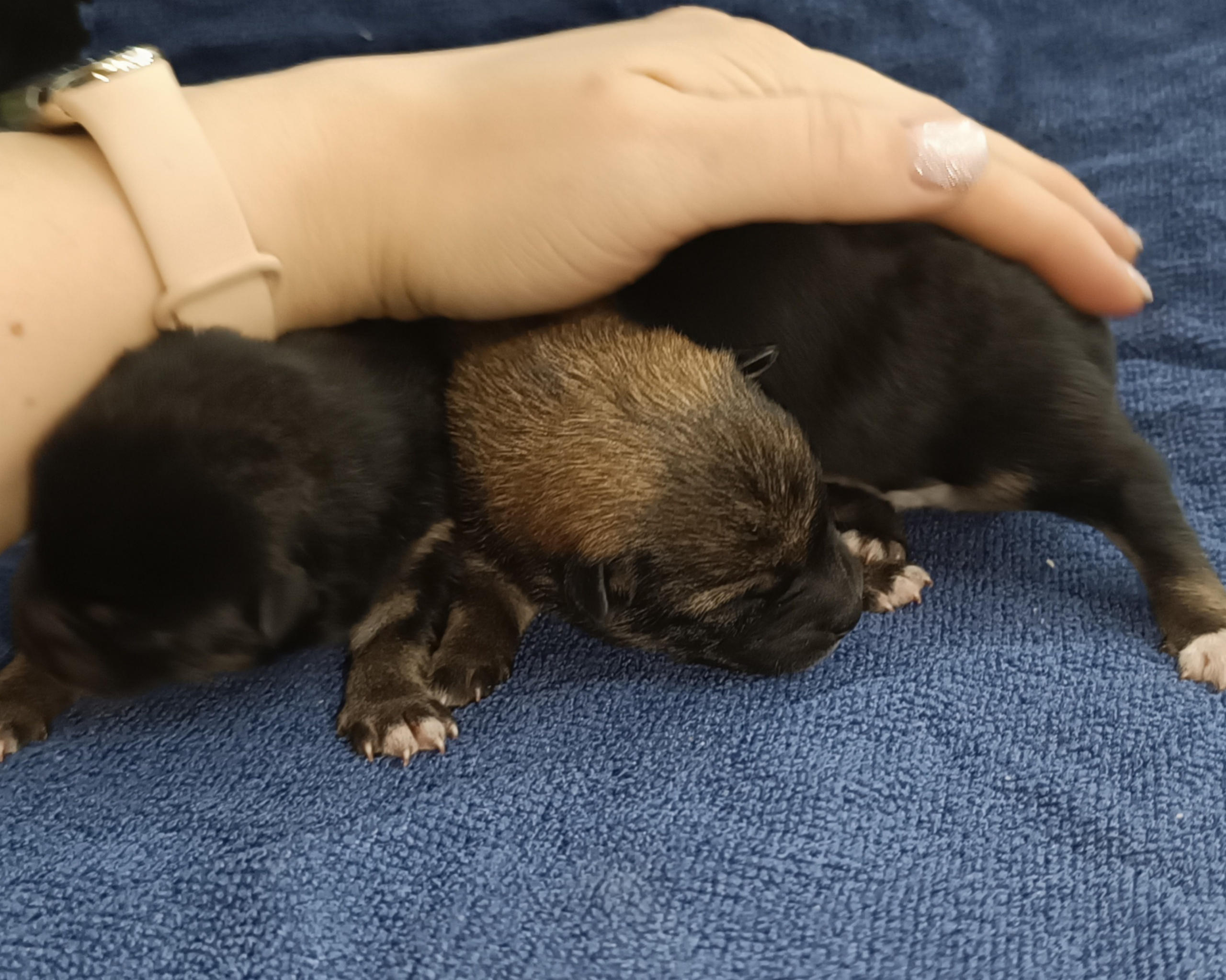 сиба питомник Рубилайт щенки на продажу rubylight  сиба щенки купить СПб Санкт-Петербург 