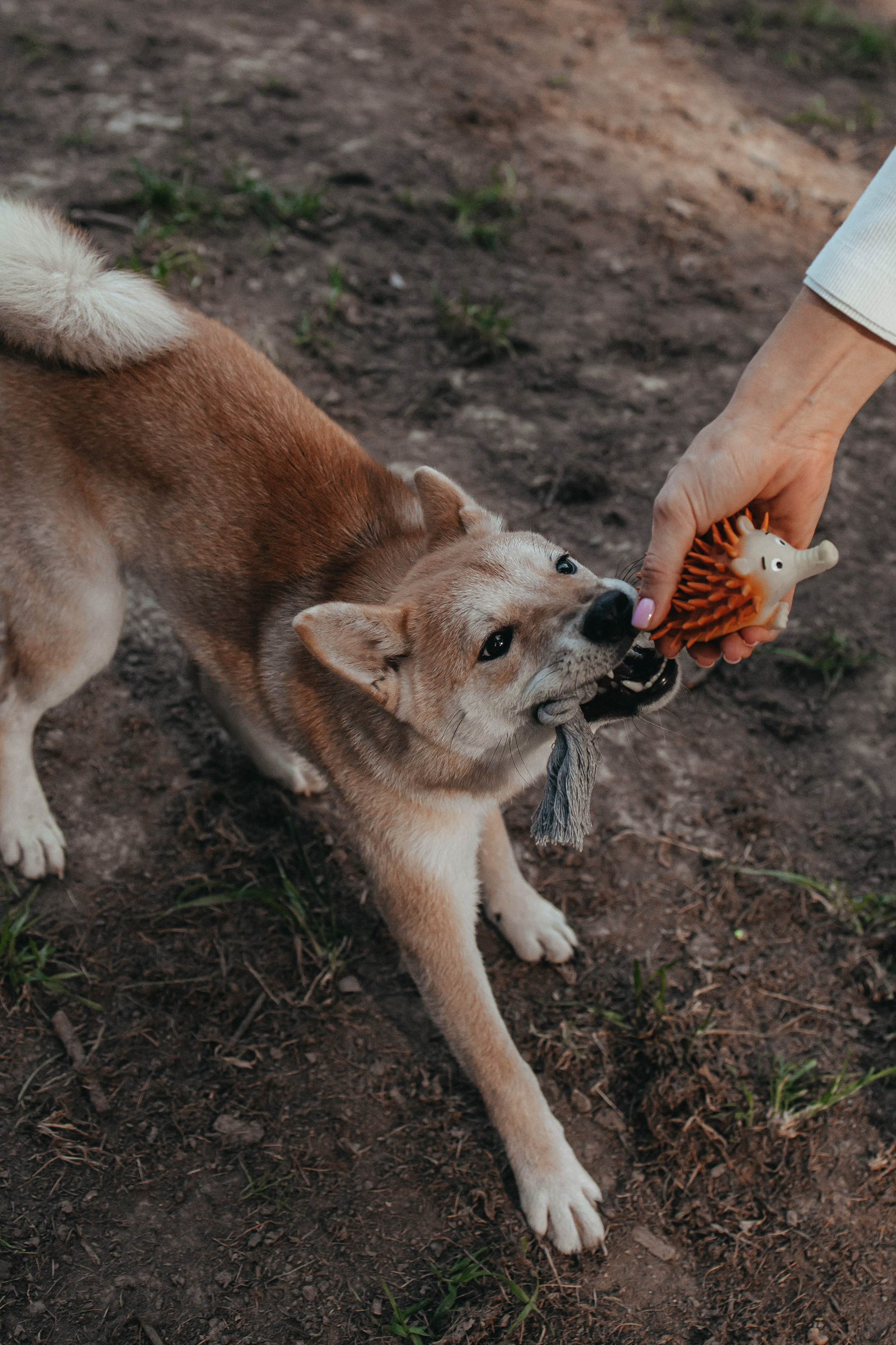 Фотосессия с собакой для Светы, Сергея и их любимчика Апи. Семейный фотограф в Москве, Щелково, Фрязино _ Виктория Степанова