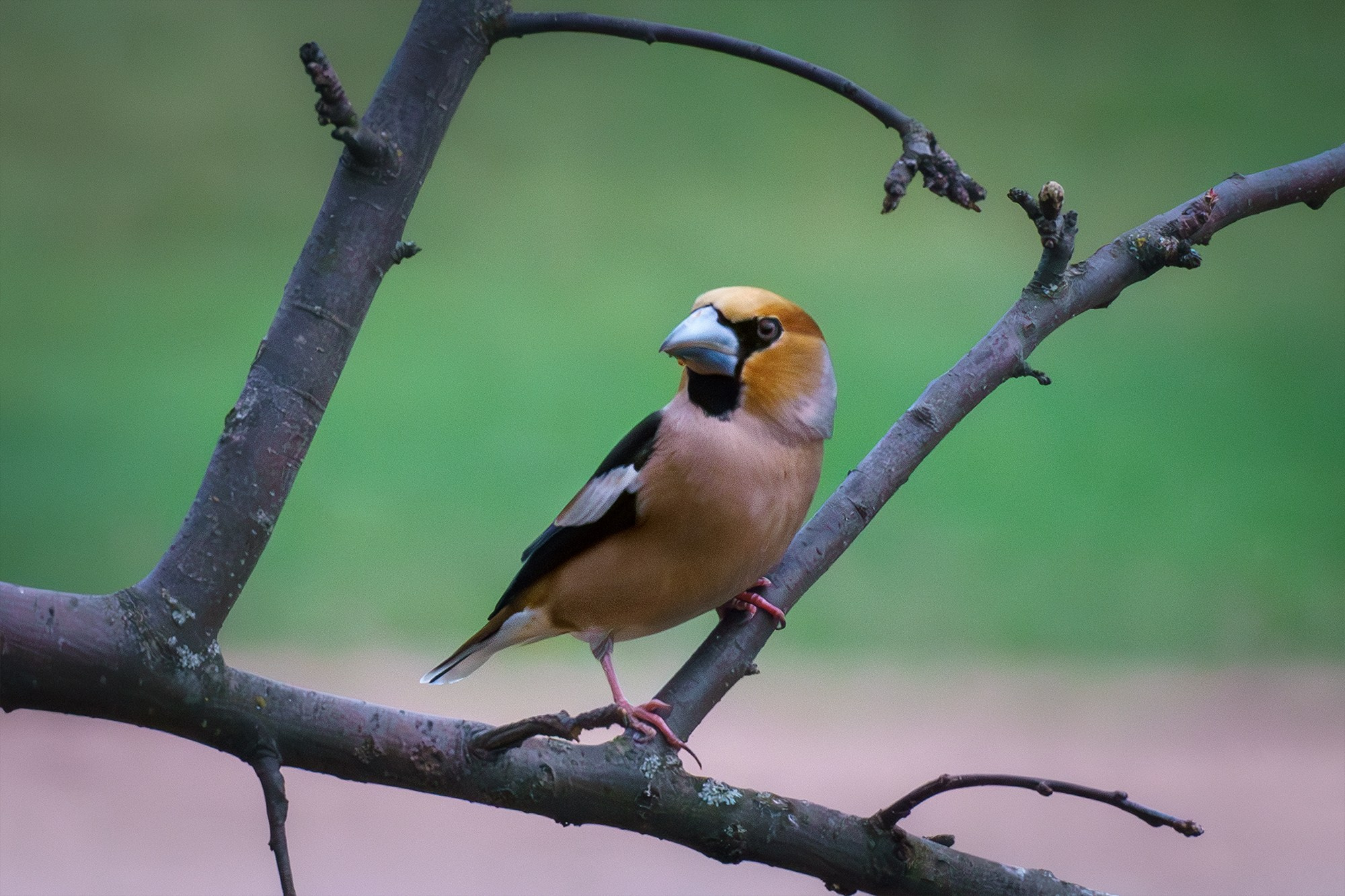 Удивительные мир птиц. Вокруг нас столько прекрасного — присмотритесь!. Ваш личный фотограф Марина Волкова