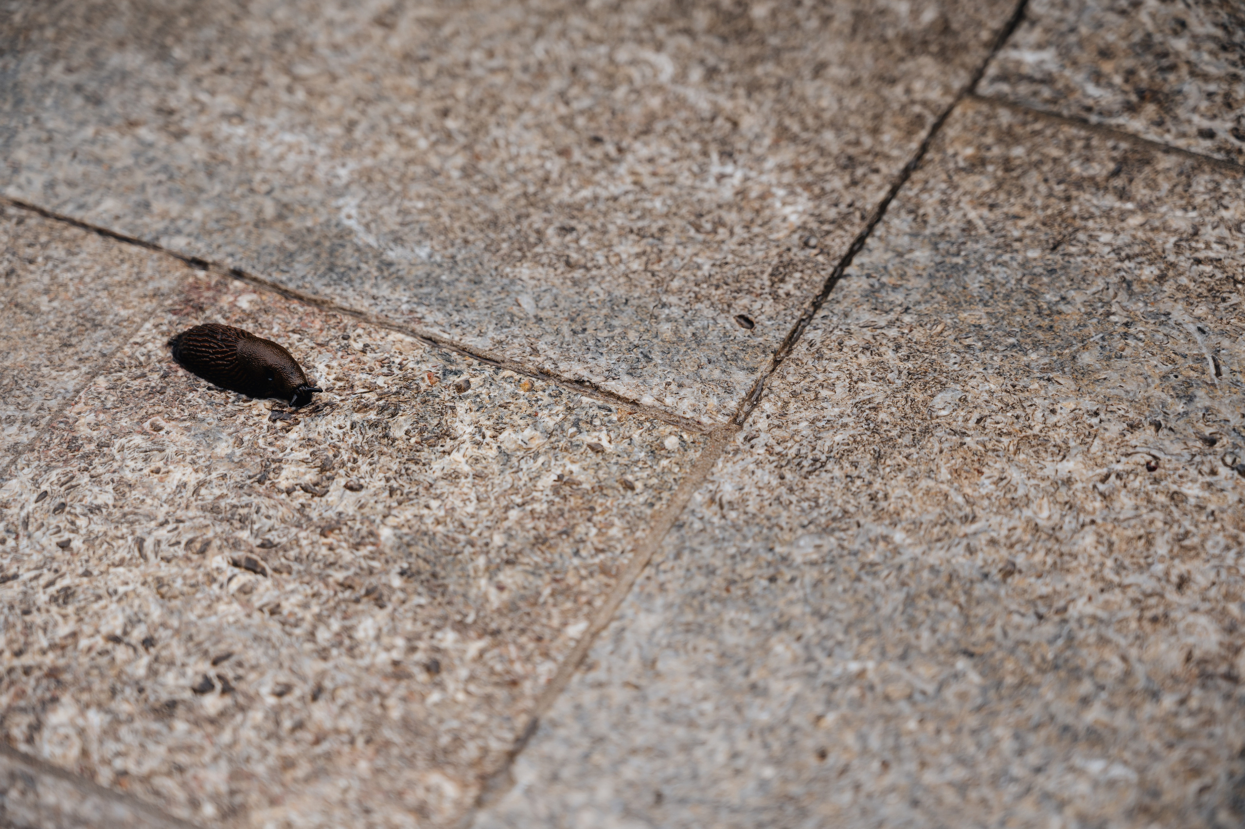 Дмитрий & Елена. Портретный и свадебный фотограф в Москве Анастасия Терентьева