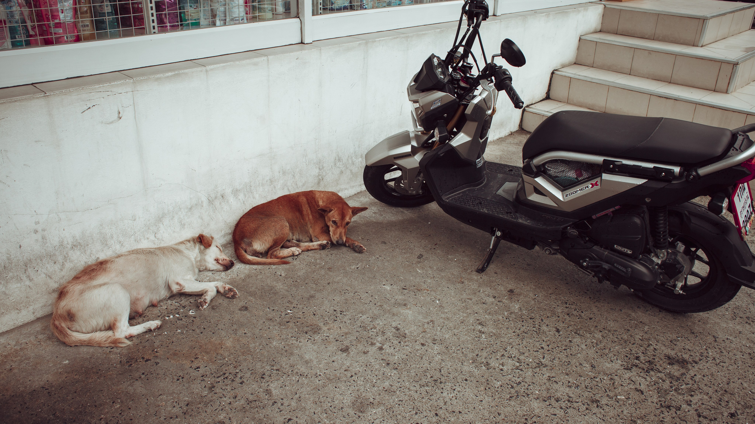 Самуи Собачий остров. Ню Фотограф Александр Касымов Москва, фотосессии, Химки фотограф
