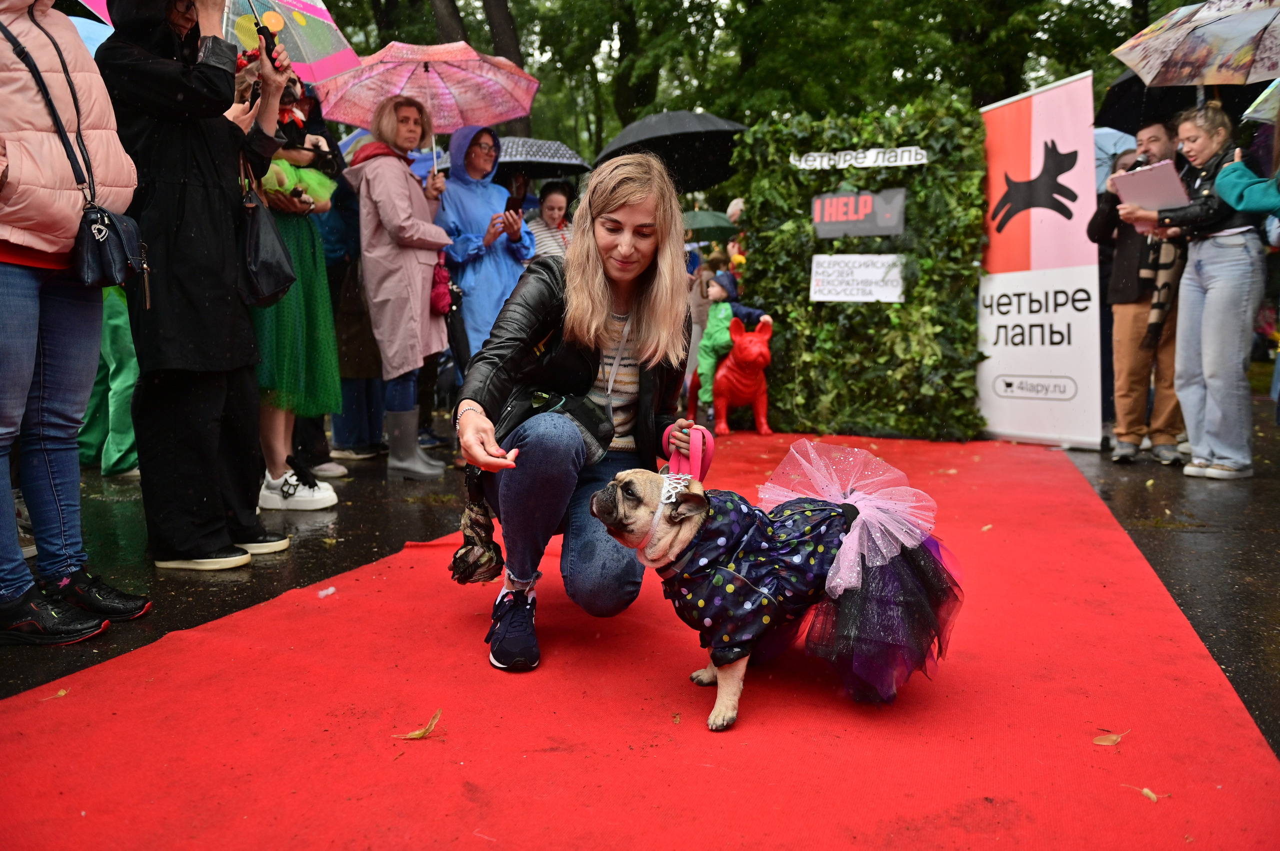 Парад французский бульдогов. Анна Пушина, фотограф, Москва, Королев, Пушкино