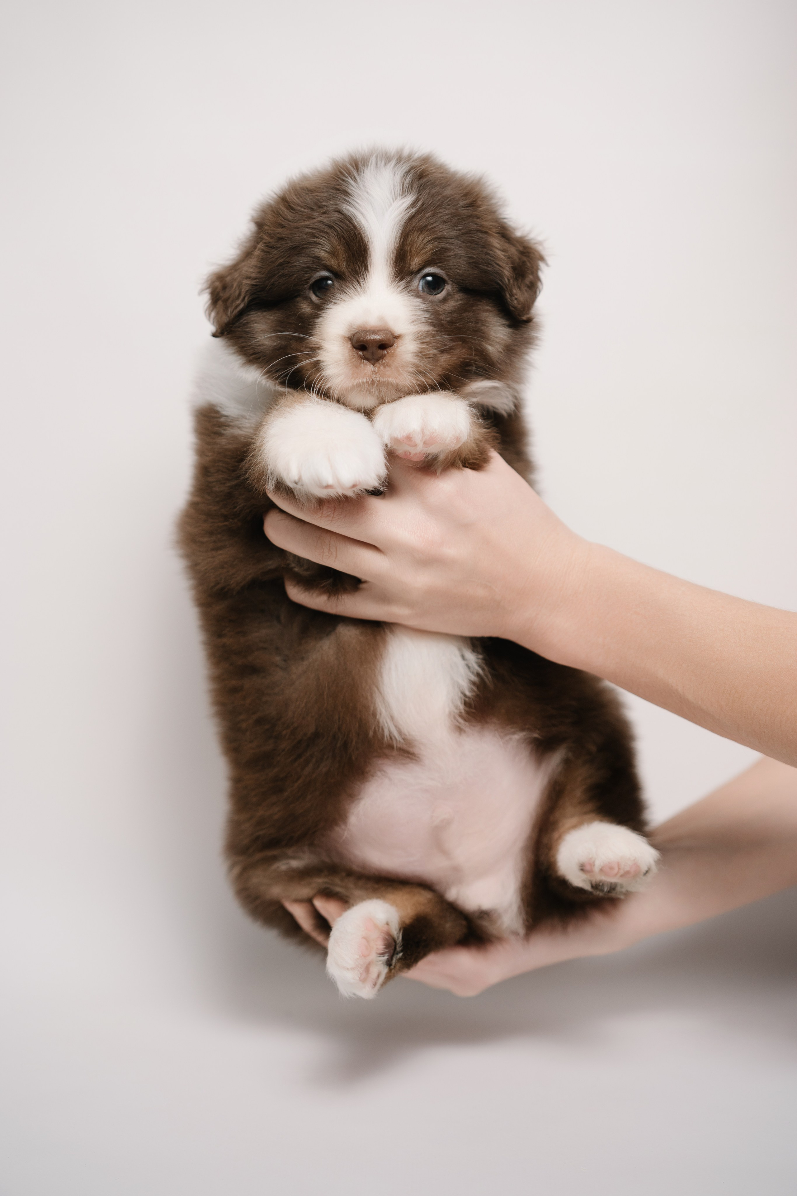 Миниатюрная австралийская овчарка. Анна Пушина, фотограф, Москва, Королев, Пушкино