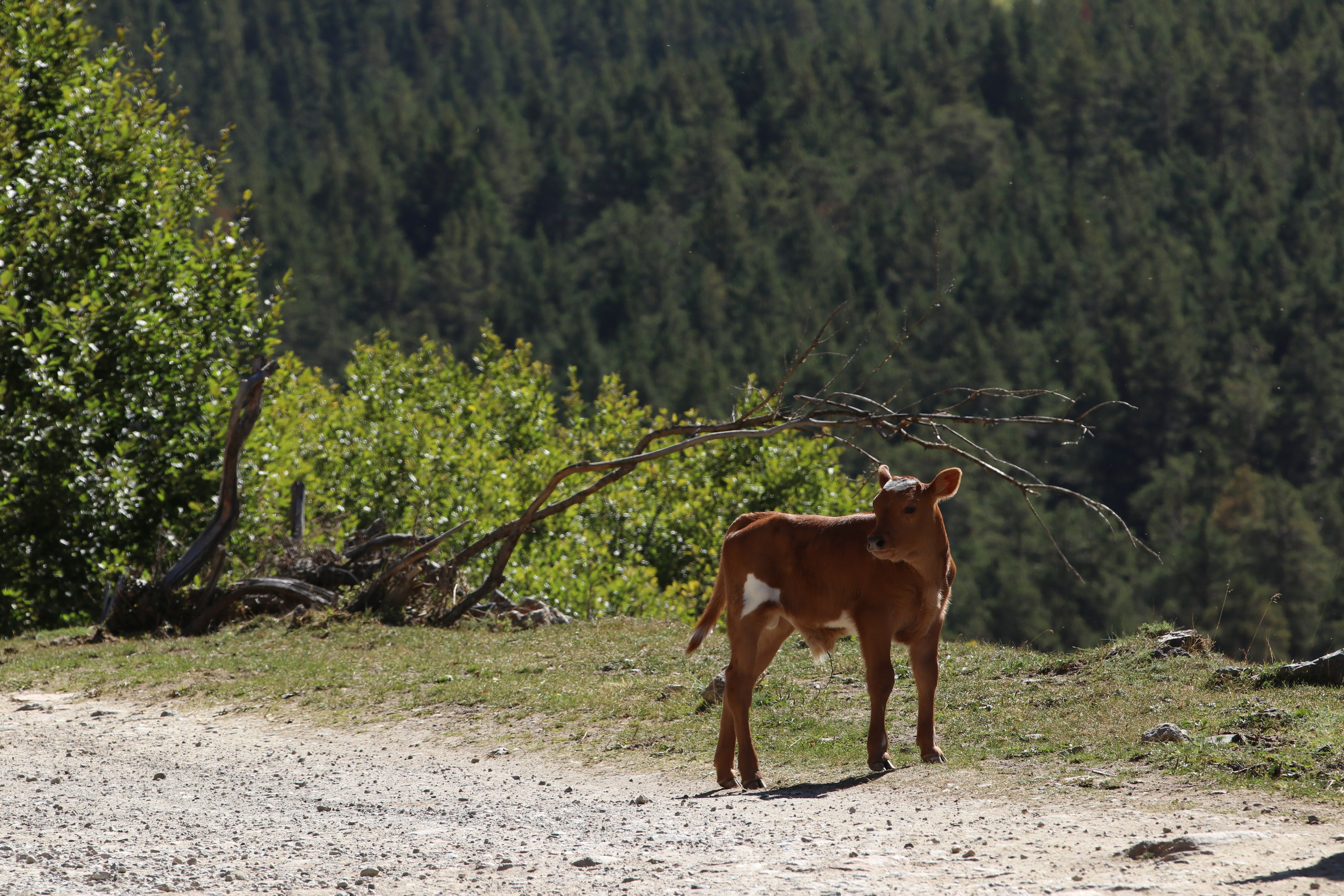 Приэльбрусье. Сентябрь 2023. Путешественник-фотограф из Санкт-Петербурга Татьяна Свистулина