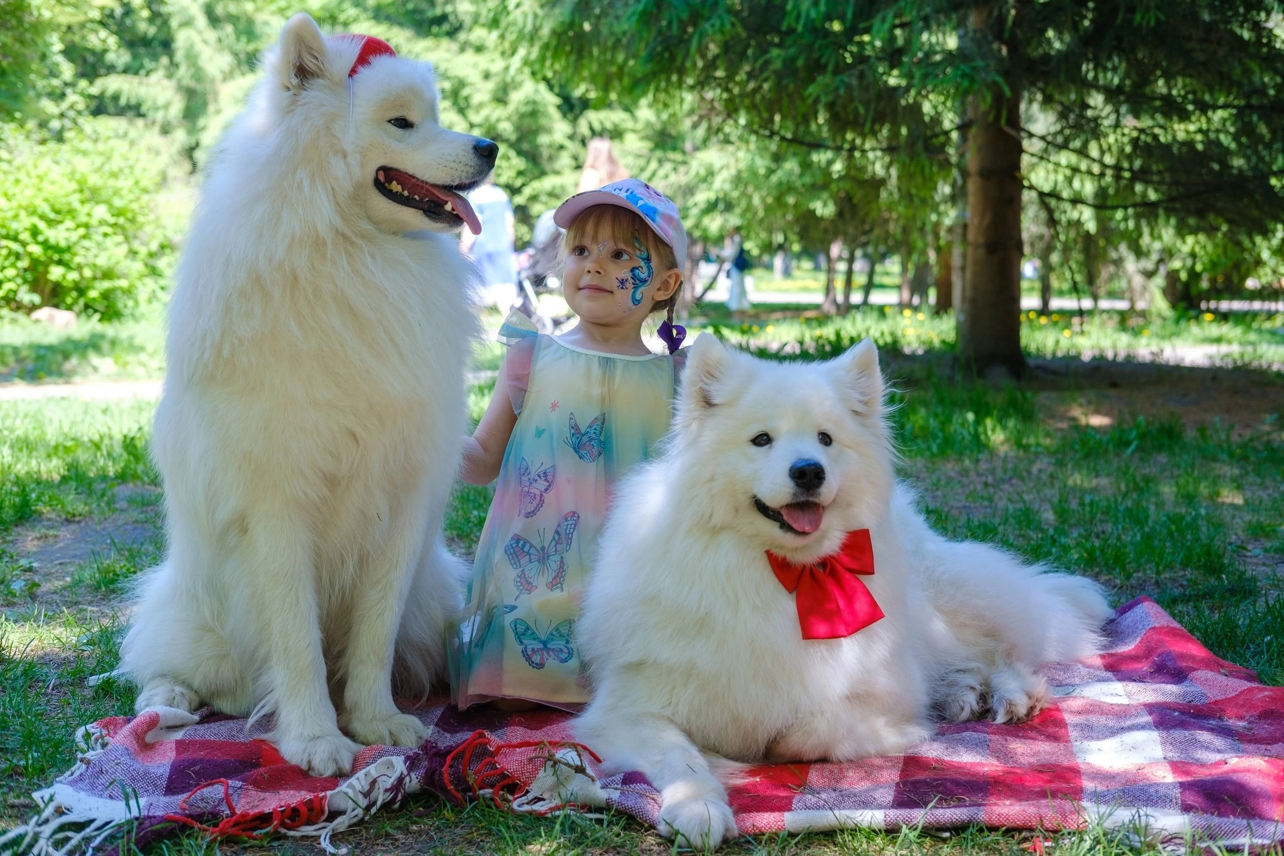 Благотворительная фотосессия. Самоед Новосибирск