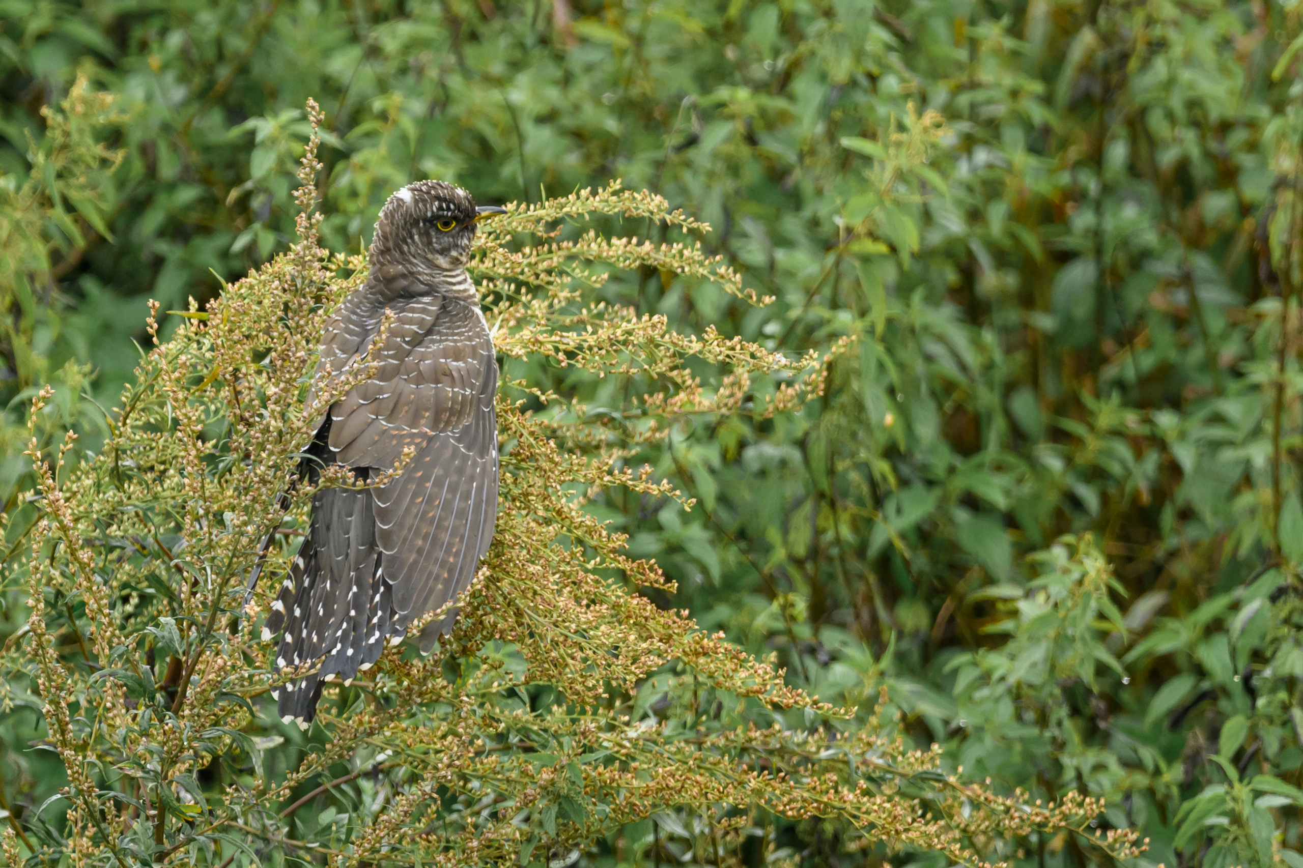 Коростель, кукушка, каменка. Wildlife photography by Sergey Puponin