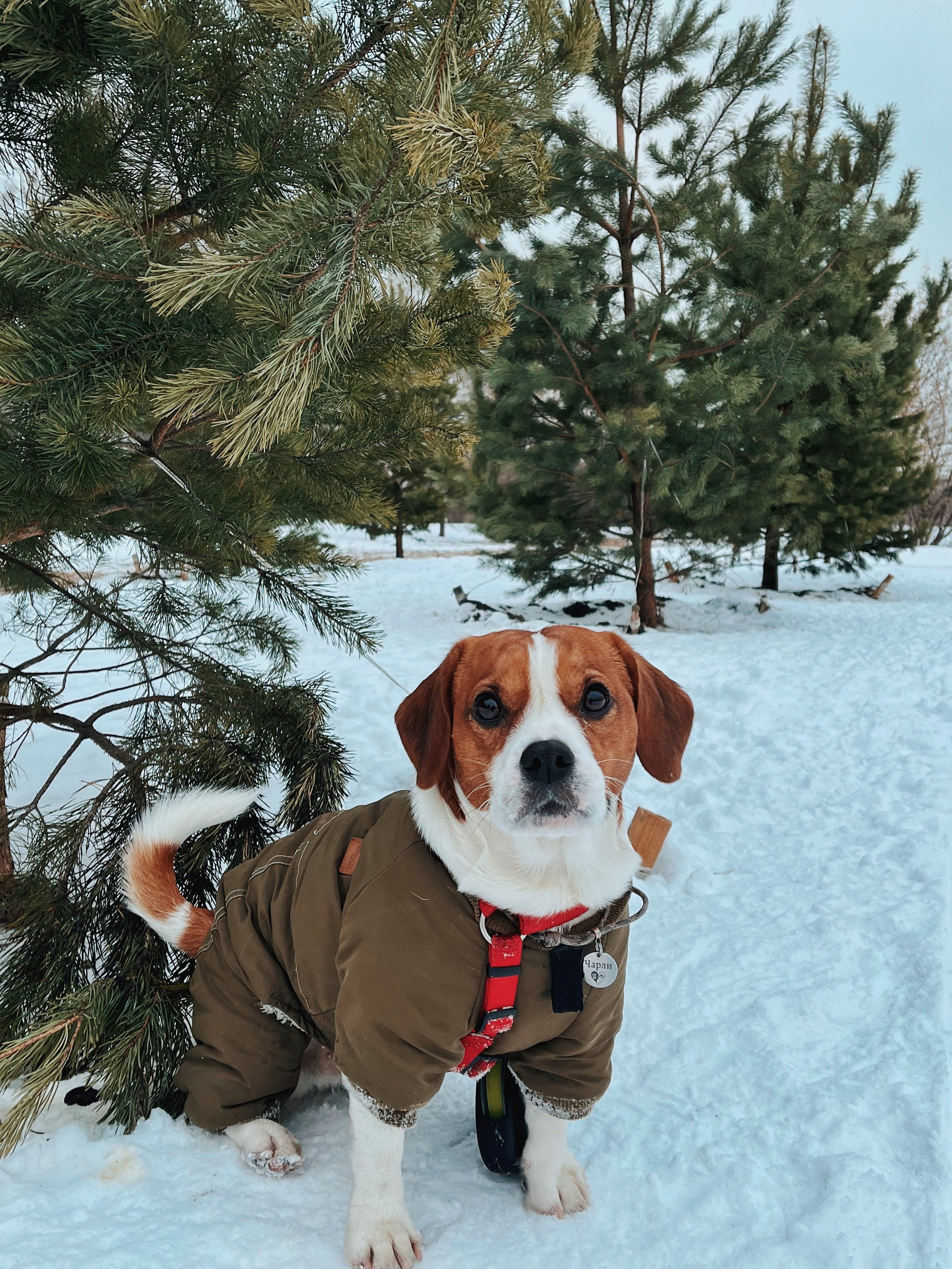 Чарли. DEWA | фотостудия для маркетплейсов