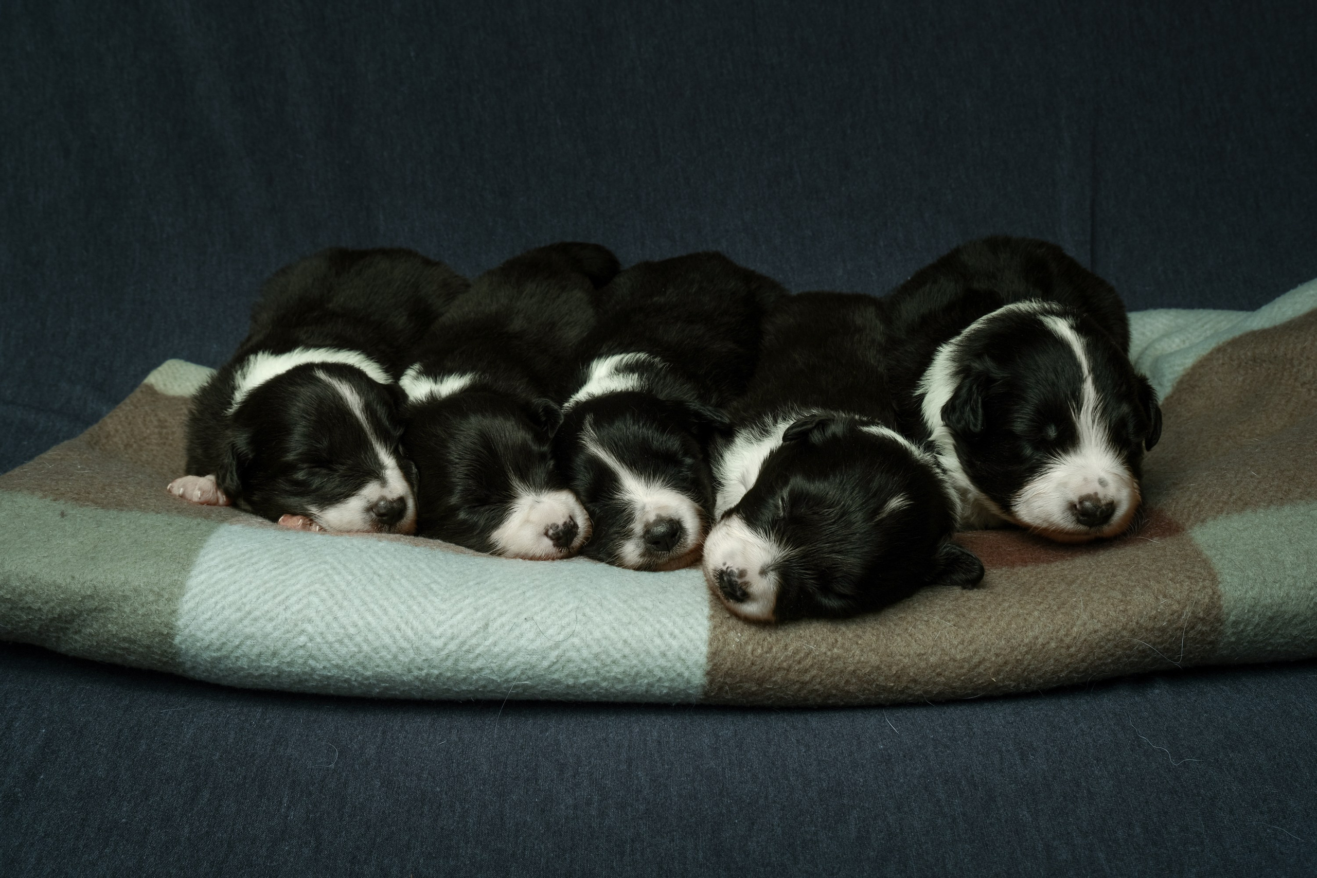 Щенки. Портретный и семейный фотограф в Перми Лена Лоза. Портрет для бизнеса