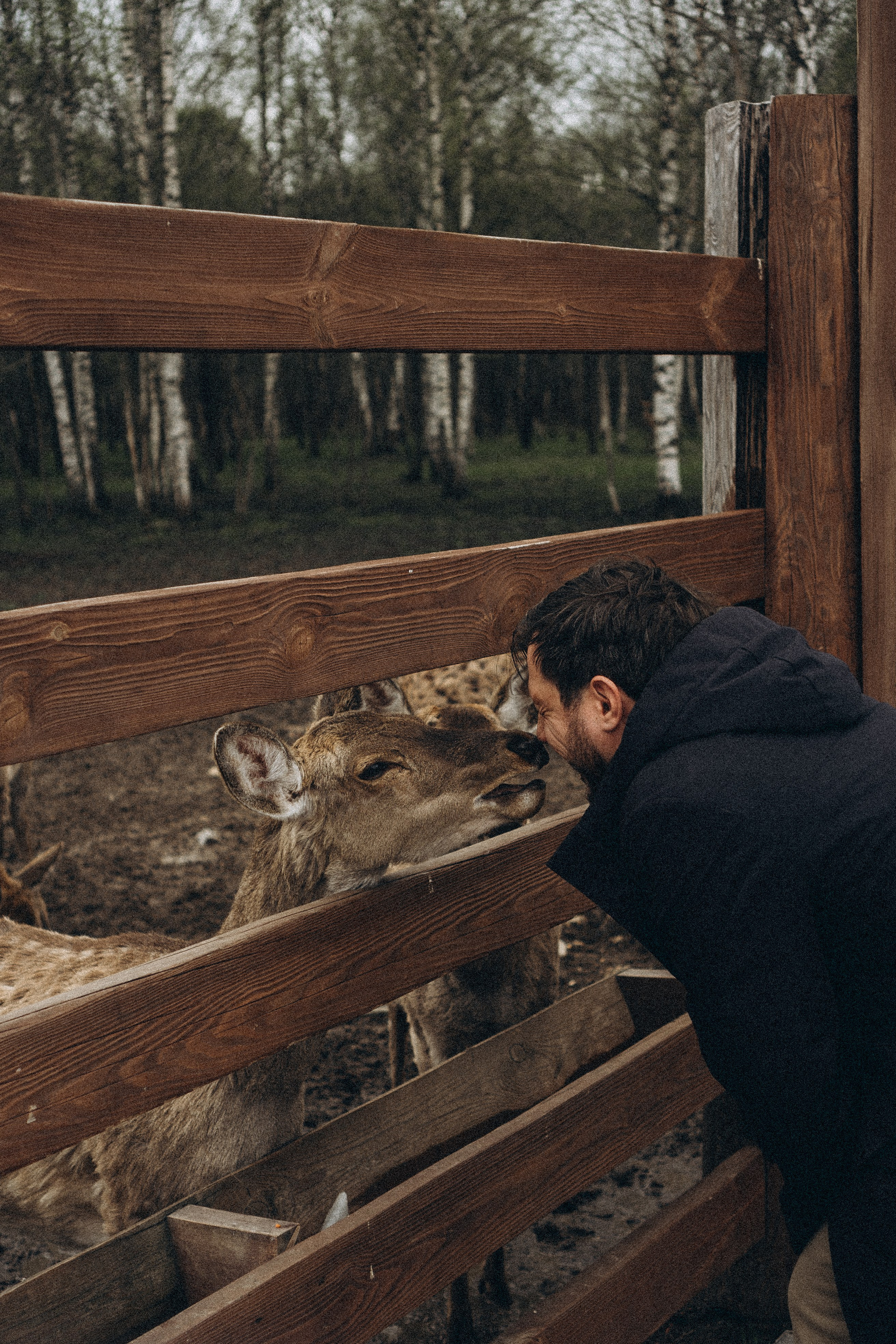 ОЛЕНЬЯ ФЕРМА В ТВЕРИ. Профессиональный фотограф, Санкт-Петербург — Виктория Богомолова