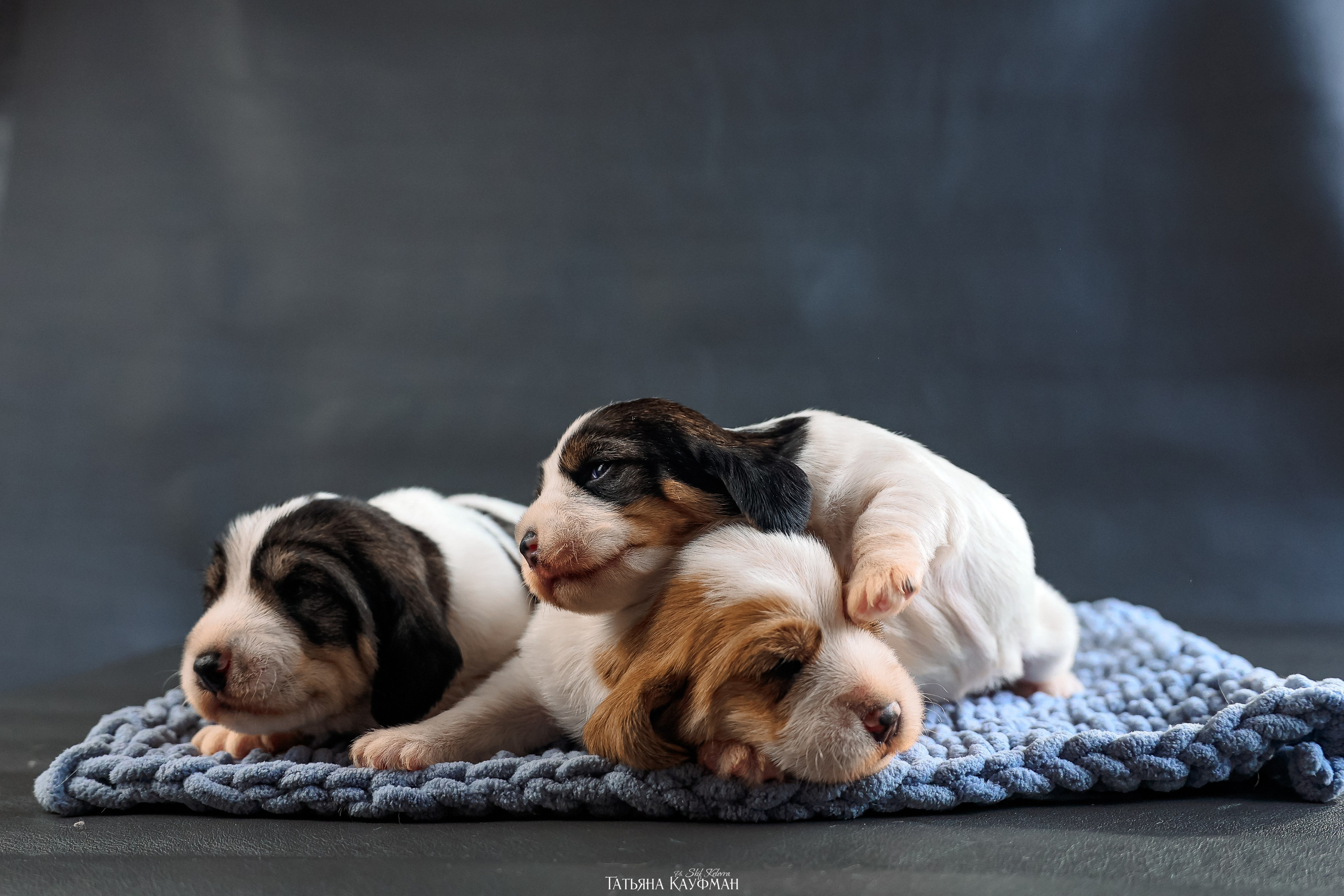 Малые вандейские бассет гриффоны. PVBG. Petit vandeen basset griffon, щенки в новосибирске. Питомник White Rivendel
