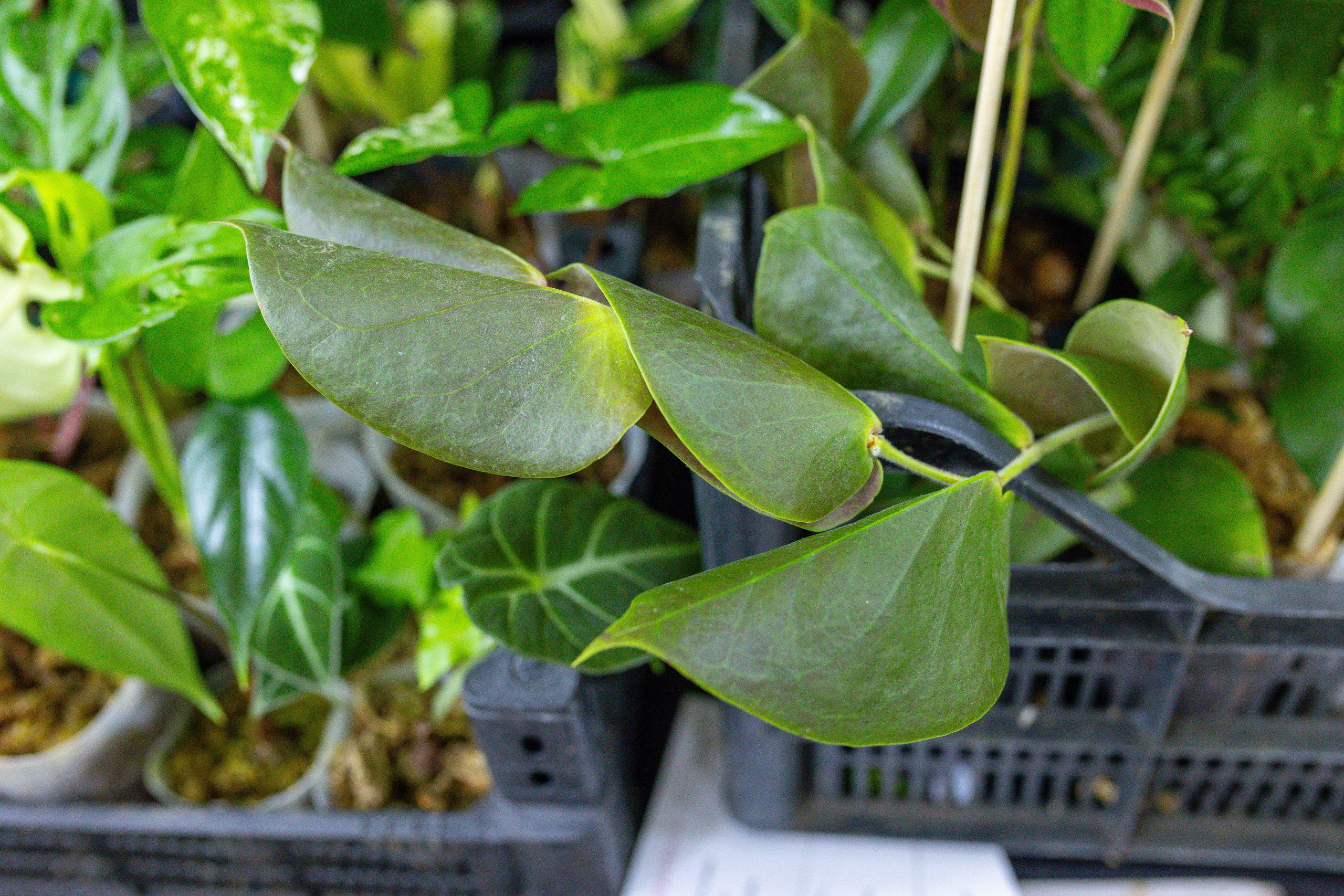 Монстериум 11–12 октября. Александра Куликова фотограф, Москва