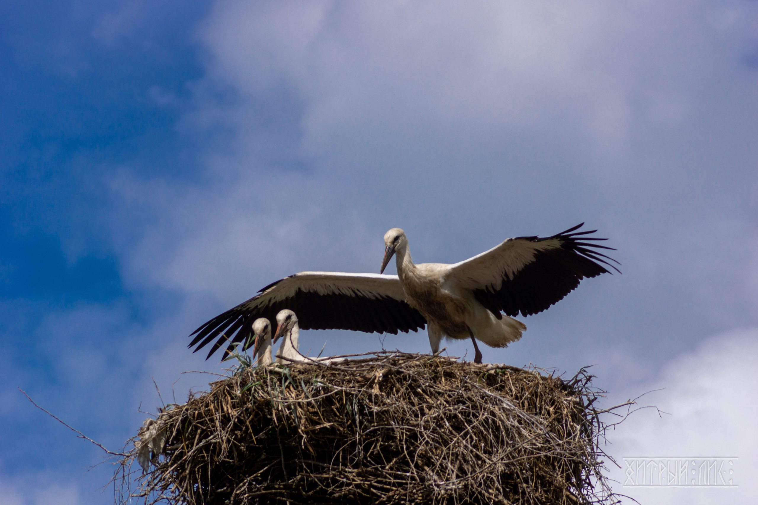 Беларусь. Фотограф-путешественник Самойлов Максим «Sly Fox»