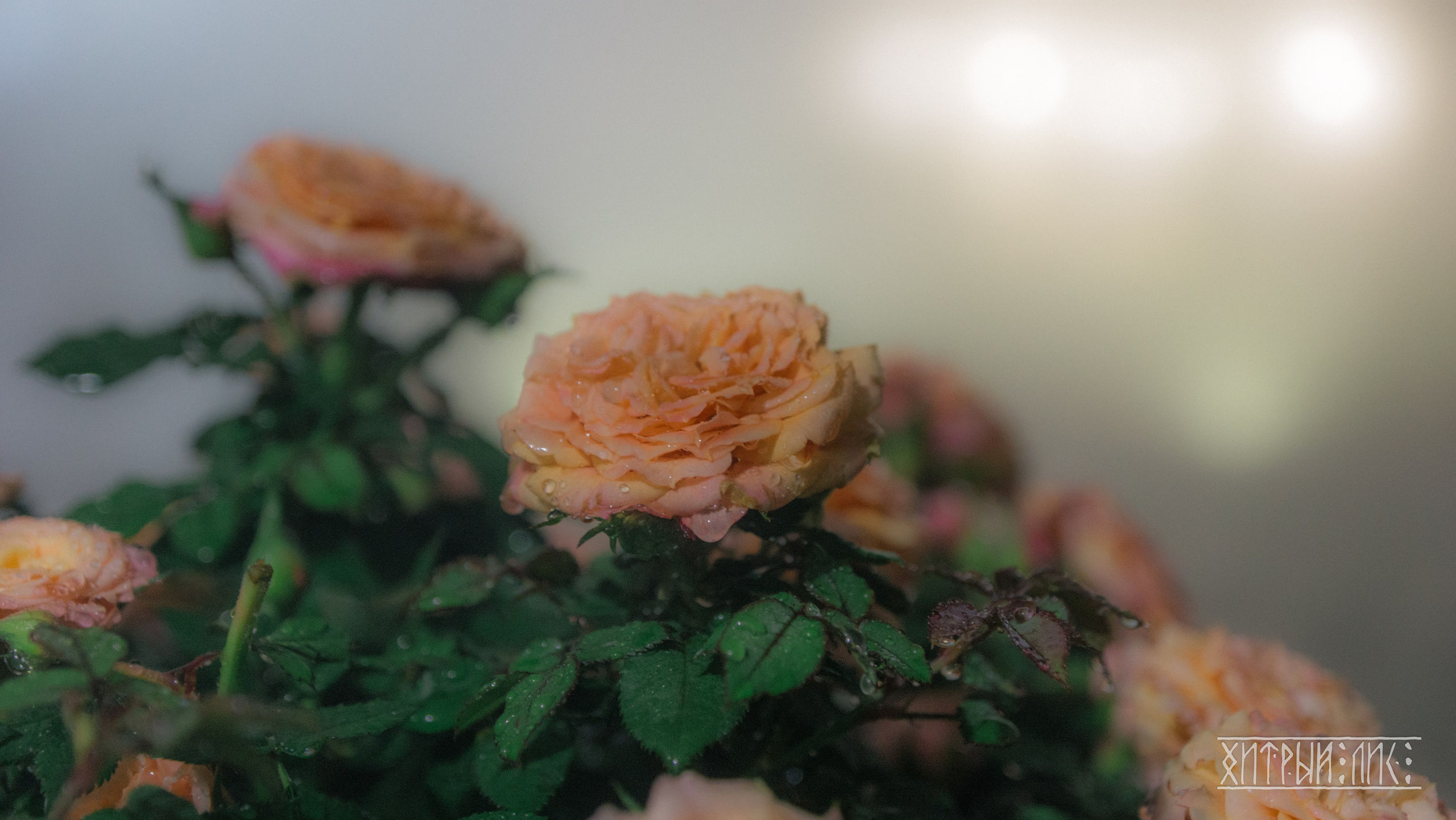 Вьетнам. Фотограф-путешественник Самойлов Максим «Sly Fox»