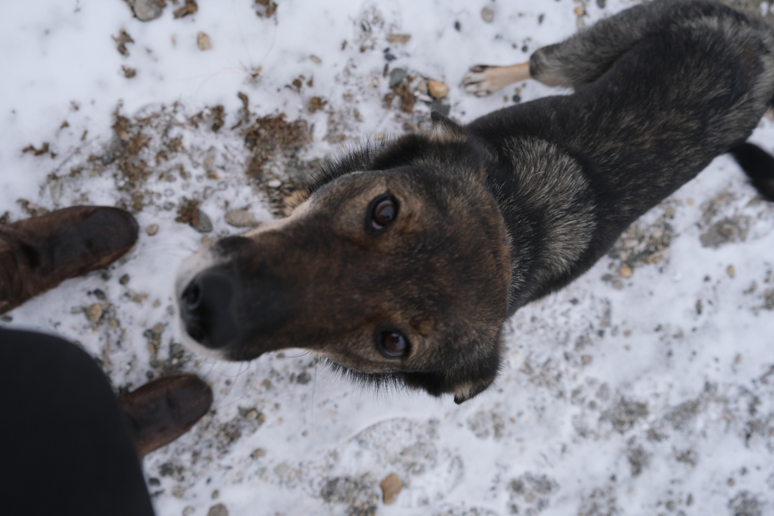 Орлик. Сэсэг — дочь степи | семейный фотограф