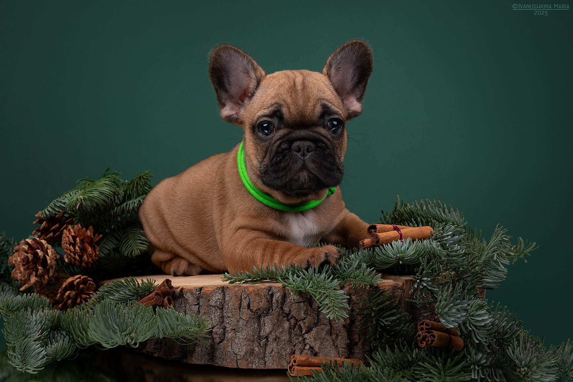 Фотосессия щенков на фонах. Фотограф собак в Москве и Московской области Иванушкина Мария
