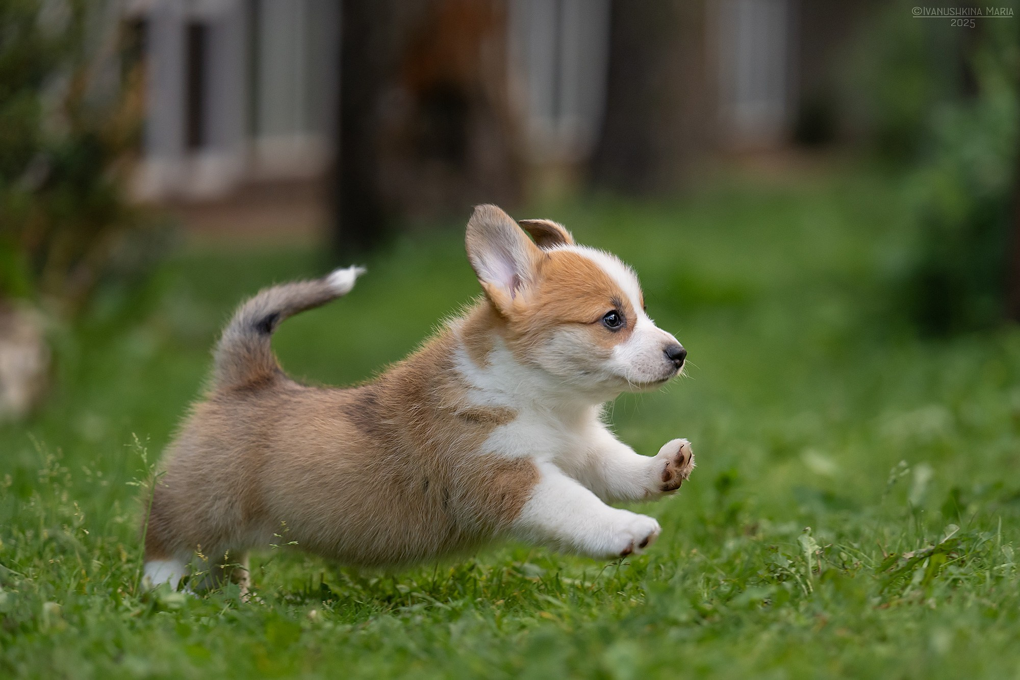 Фотосессия щенков на продажу. Фотограф собак в Москве и Московской области Иванушкина Мария