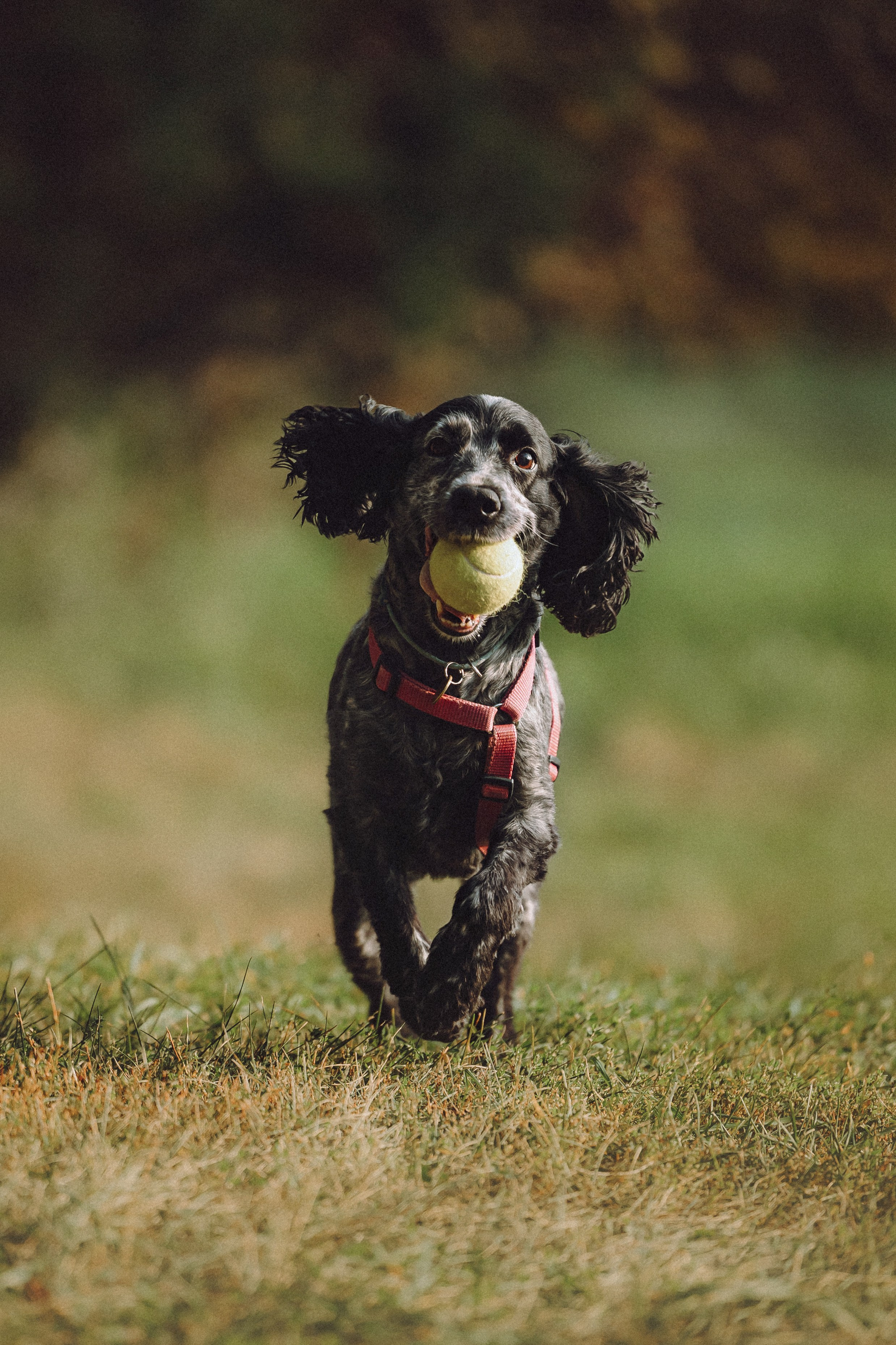 Маша и Ларри