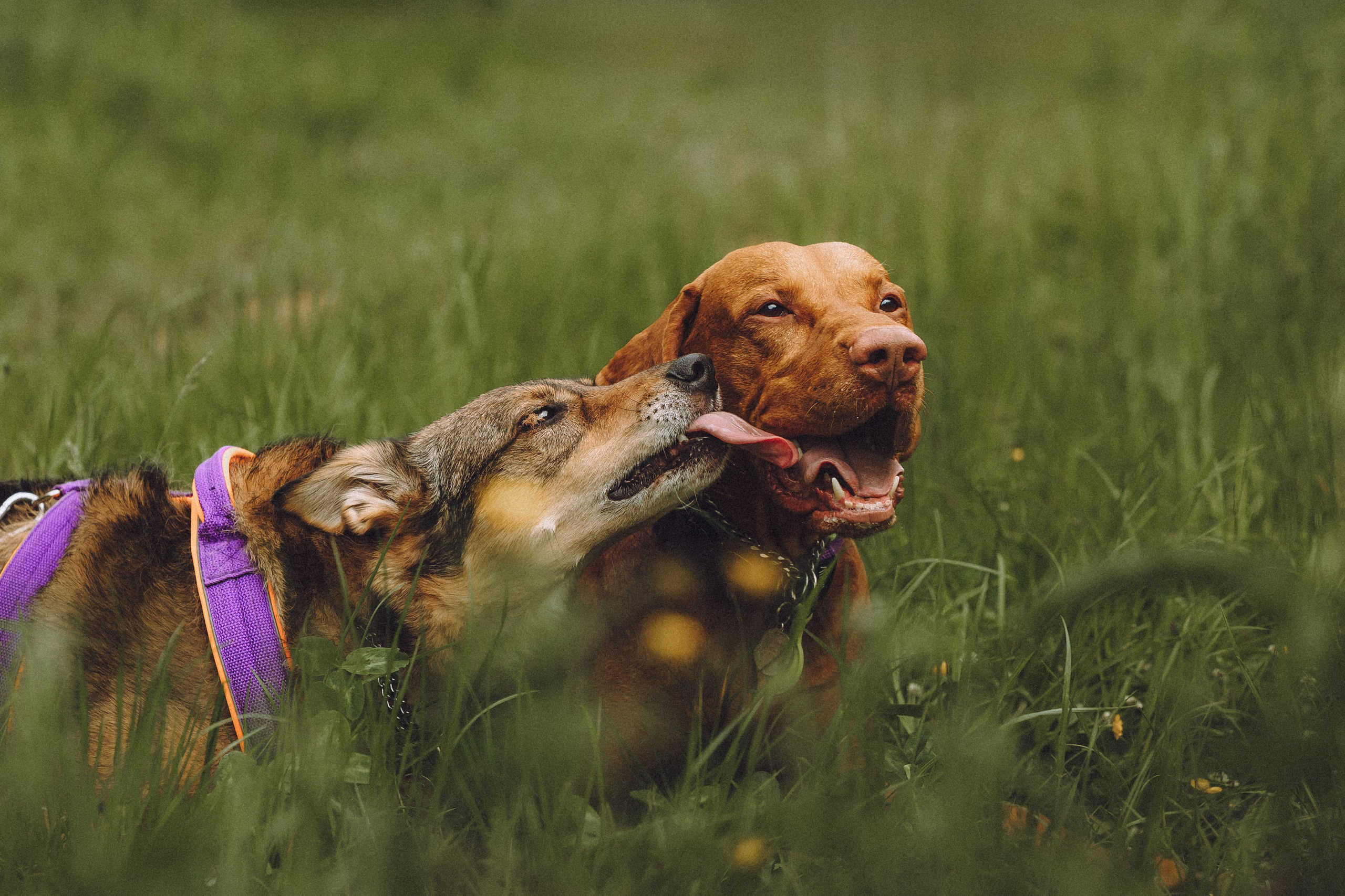 Груша, Данни, Фунтик и их семья