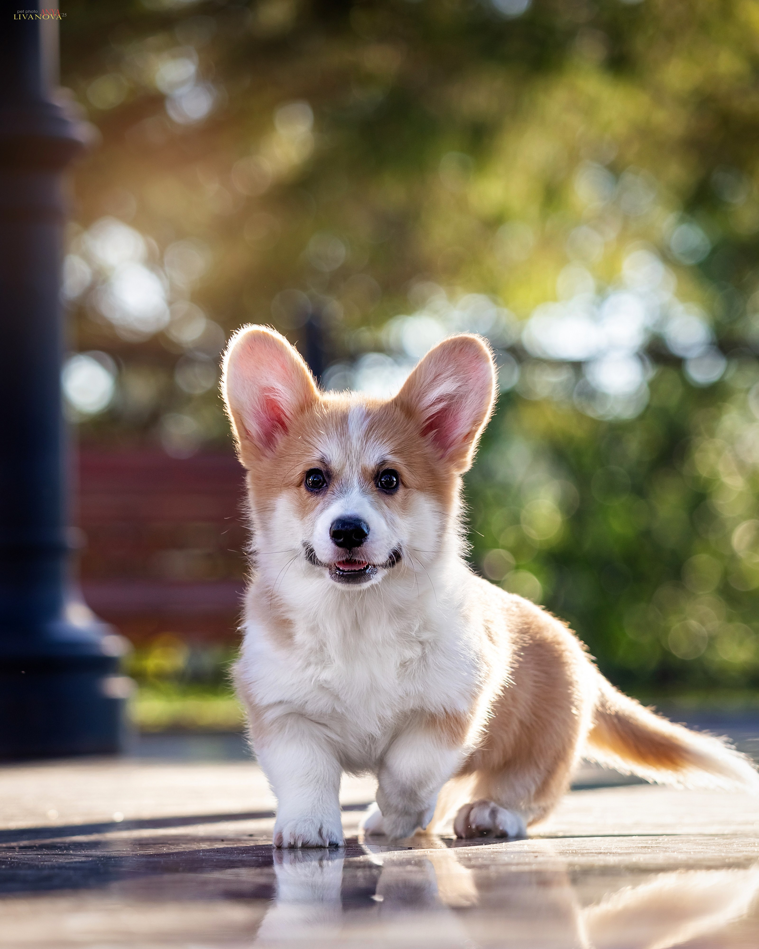 Коржики. Фотограф анималист Аня Ливанова | Рыбинск