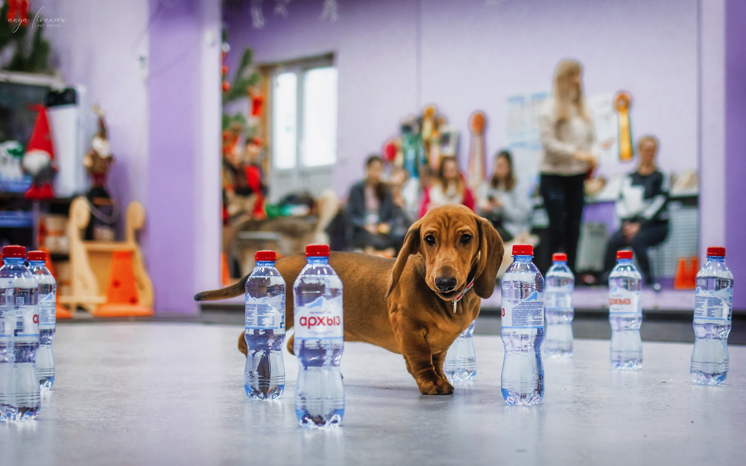 НГ конкурсы в «Simply the Best». Фотограф анималист Аня Ливанова | Рыбинск
