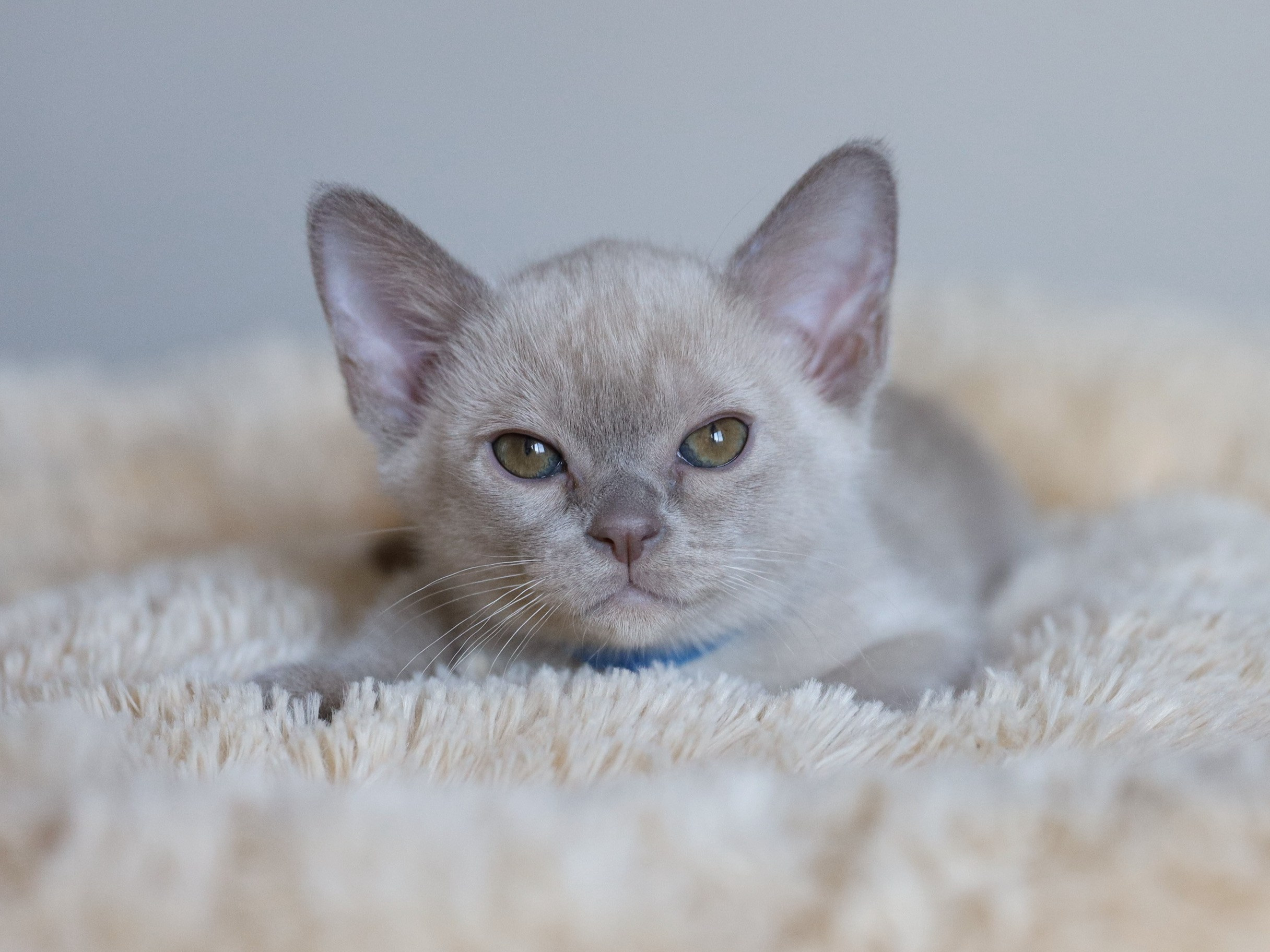 Christopher. Питомник «Bouncy Life»