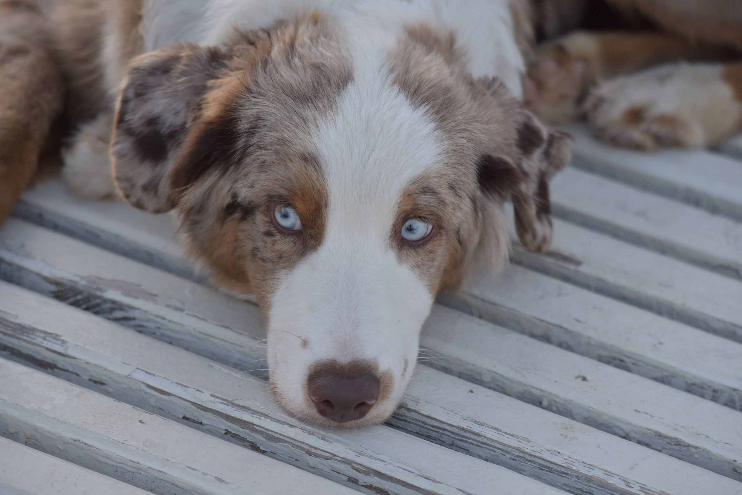 Репортажный и предметный фотограф Ольга Доловова в Ульяновске
